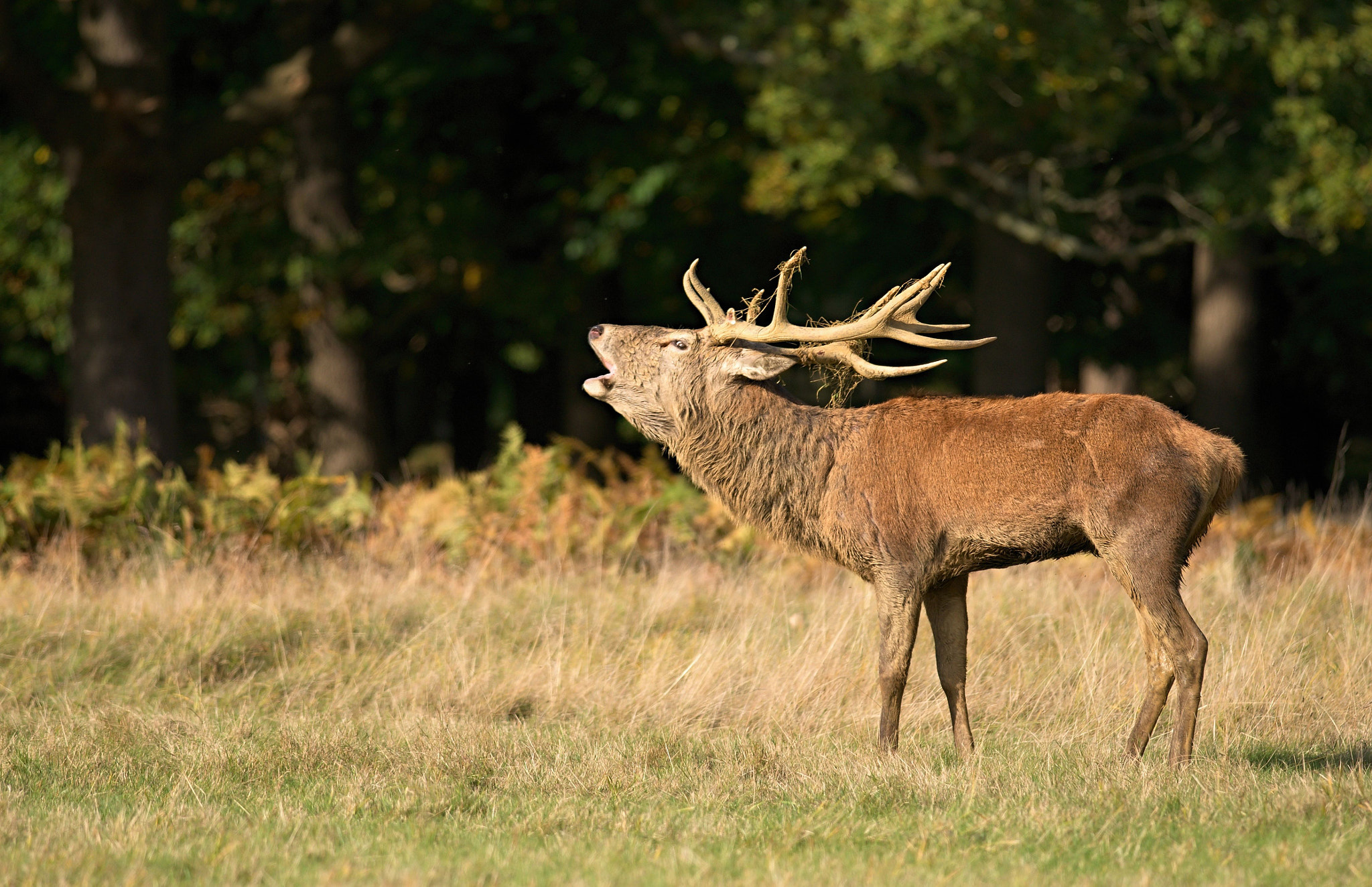 Nikon D610 + Nikon AF-S Nikkor 300mm F4D ED-IF sample photo. Dsc_9520_01.jpg photography