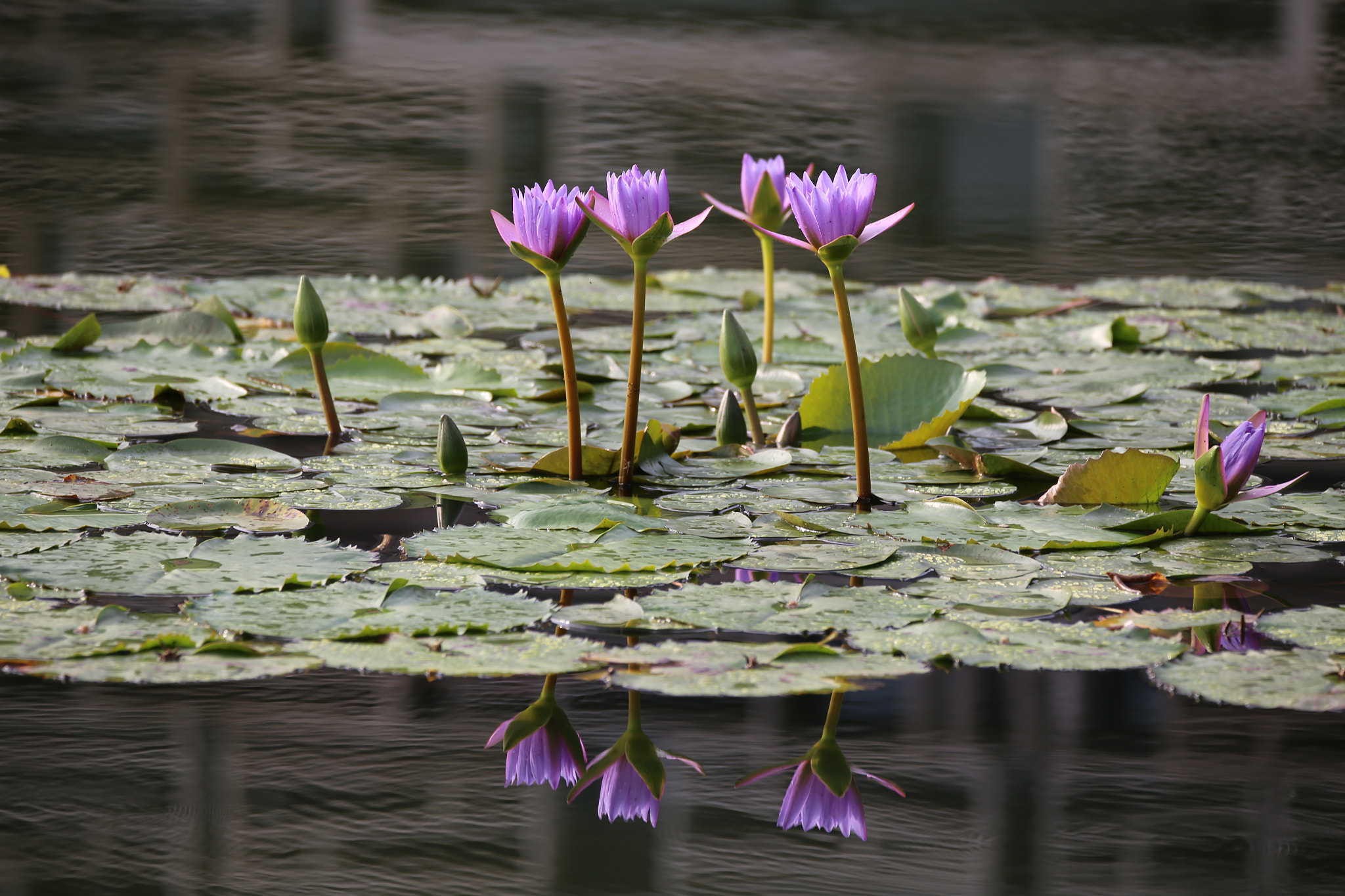 Sigma 150-600mm F5-6.3 DG OS HSM | C sample photo