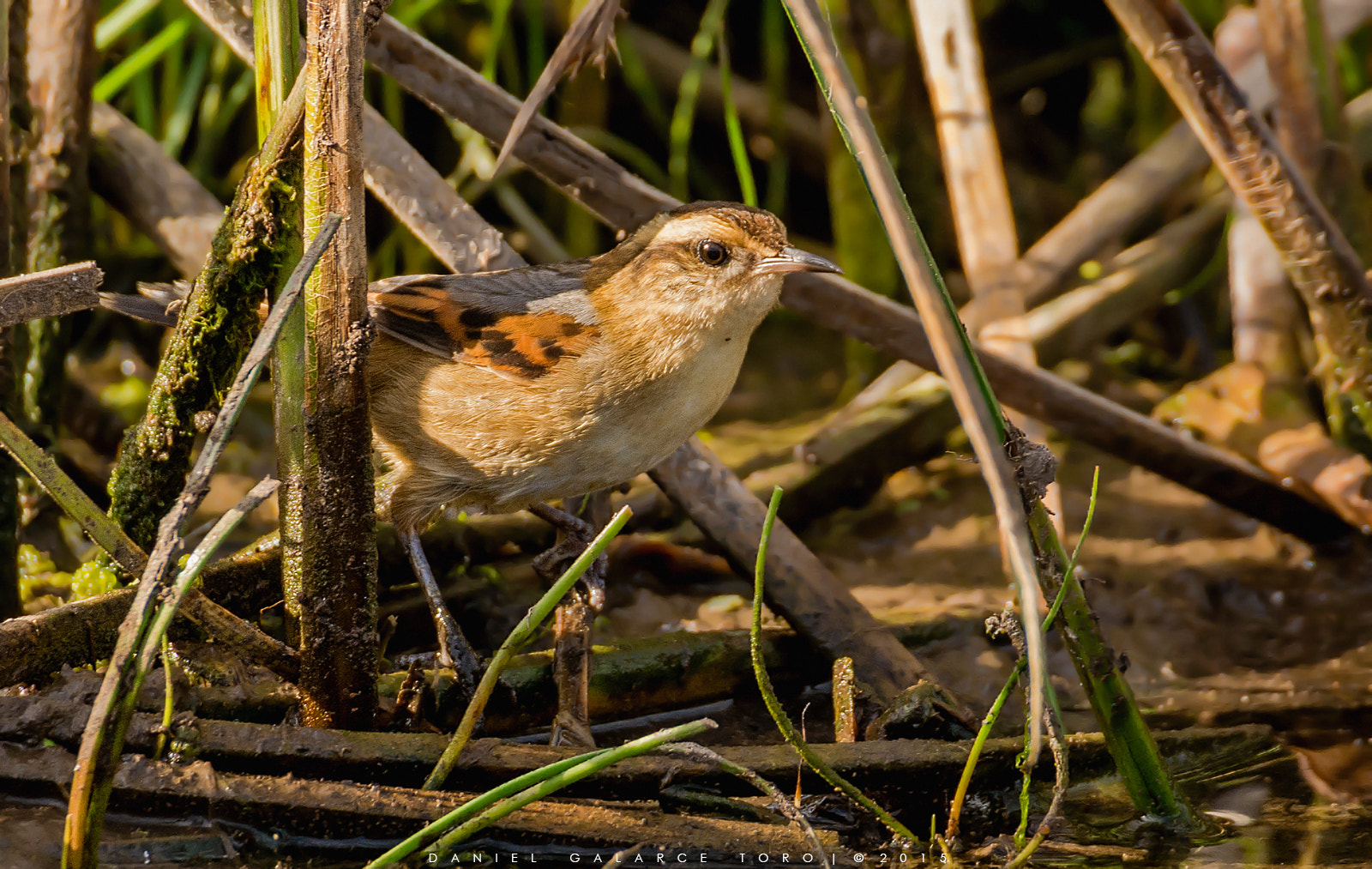 Nikon D7100 sample photo. Trabajador - wren-like rushbird photography