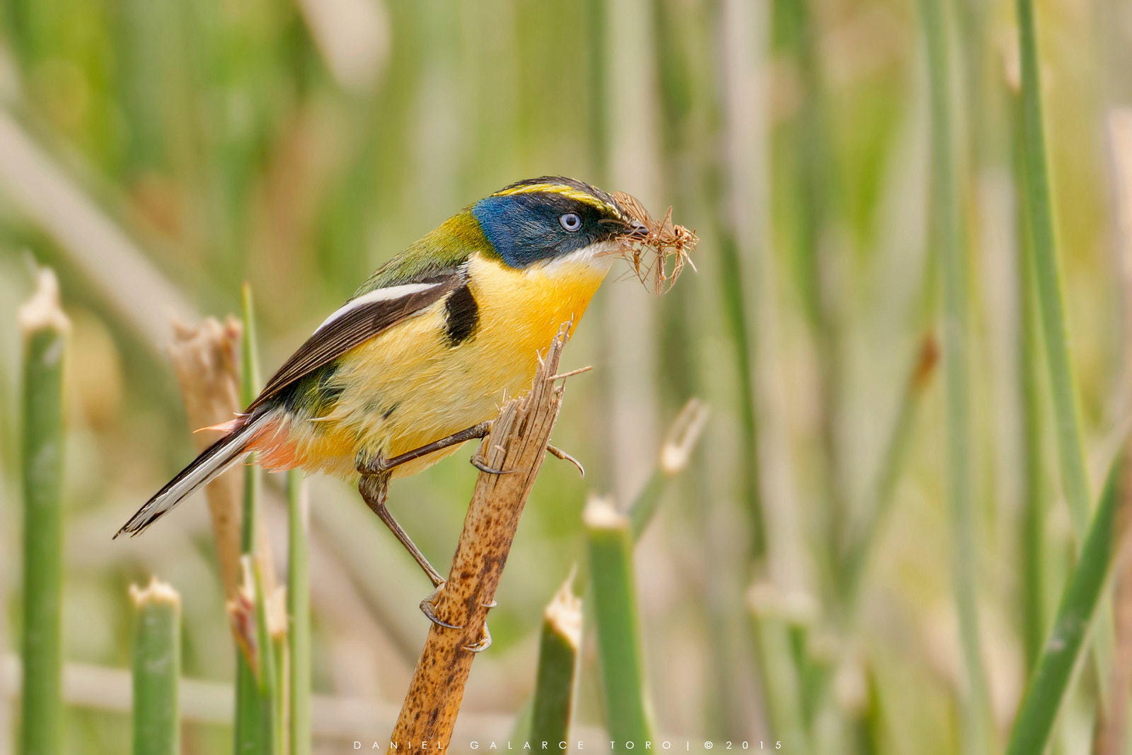 Nikon D7100 + Sigma 50-500mm F4.5-6.3 DG OS HSM sample photo. Siete colores - many-coloured rush tyrant photography