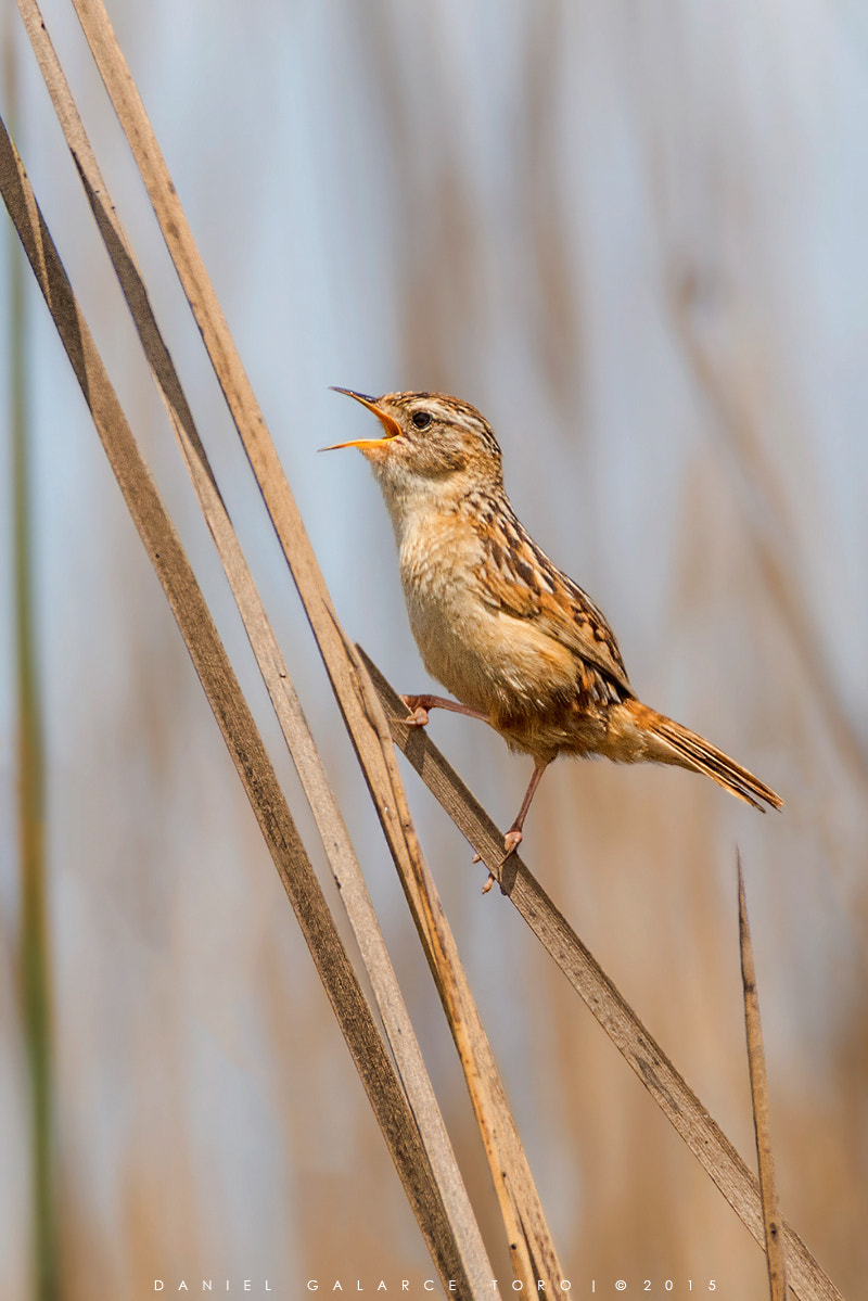 Nikon D7100 sample photo. Chercan de las vegas - sedge wren photography