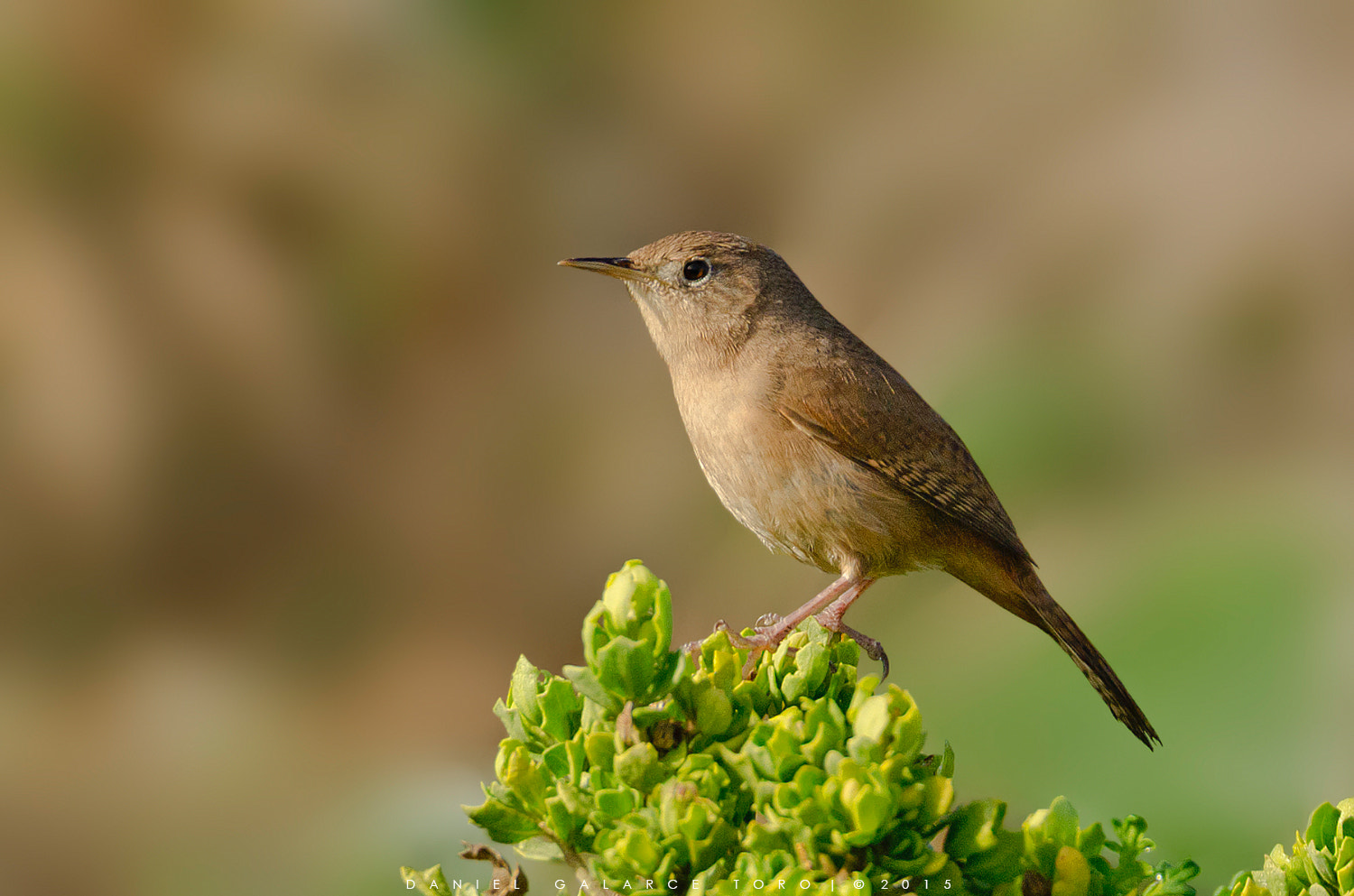 Nikon D5100 + Sigma 50-500mm F4.5-6.3 DG OS HSM sample photo. Chercan - house wren photography