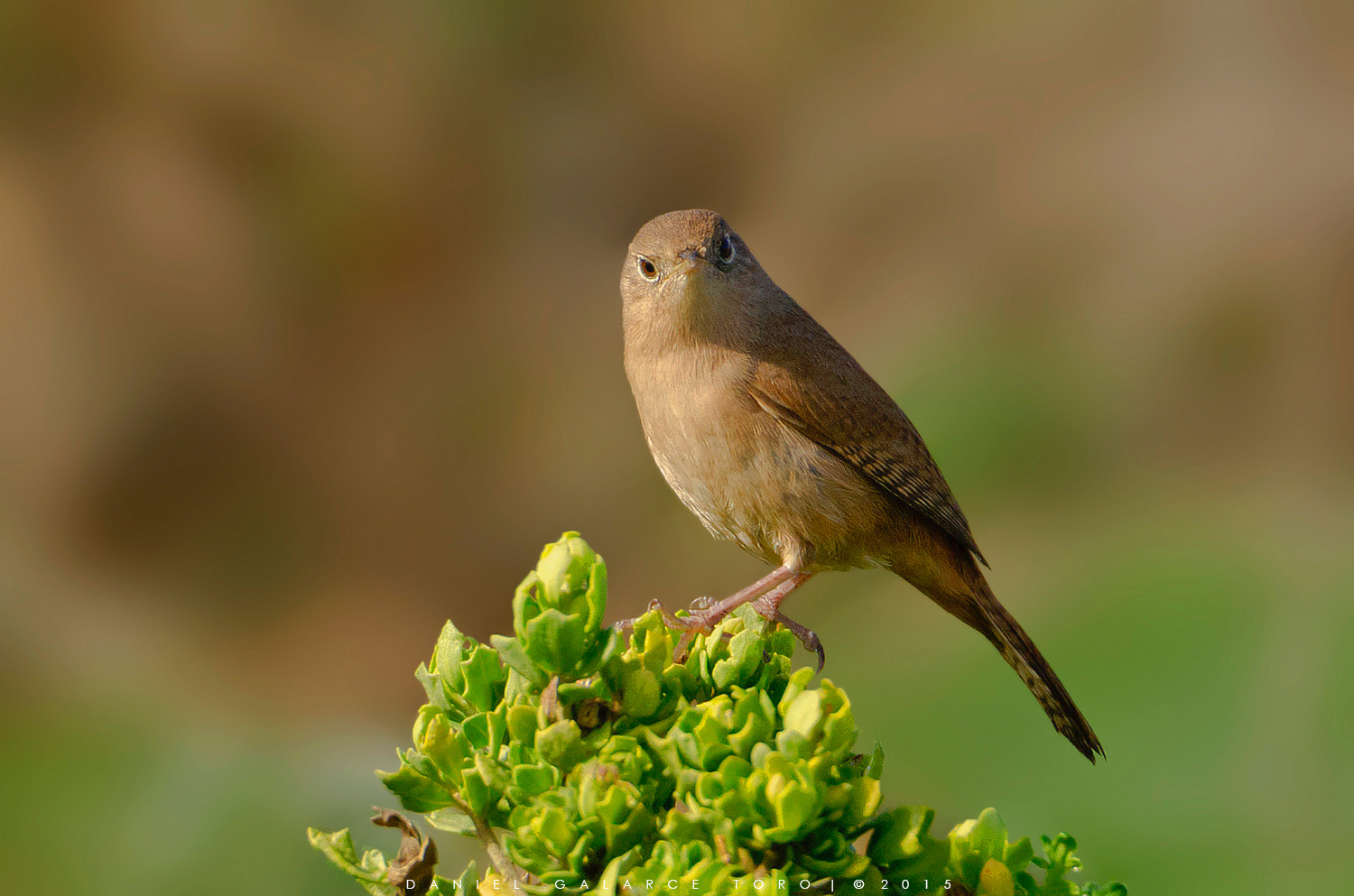 Nikon D5100 + Sigma 50-500mm F4.5-6.3 DG OS HSM sample photo. Chercan - house wren photography