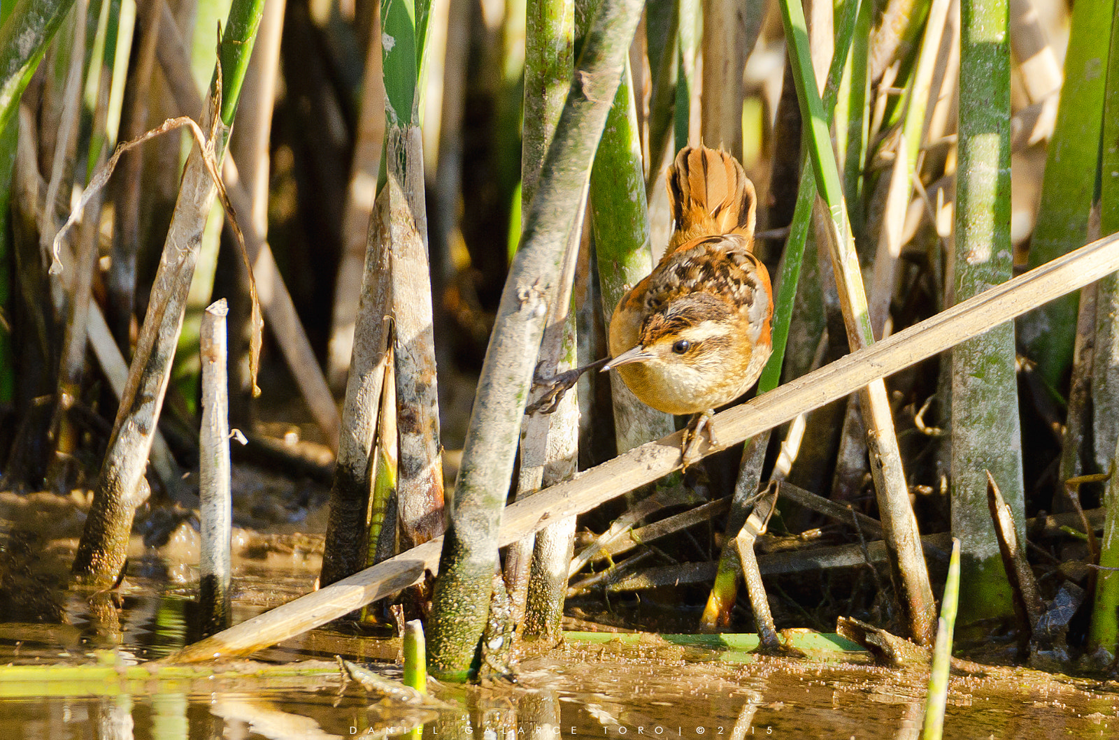 Sigma 50-500mm F4.5-6.3 DG OS HSM sample photo. Trabajador - wren-like rushbird photography