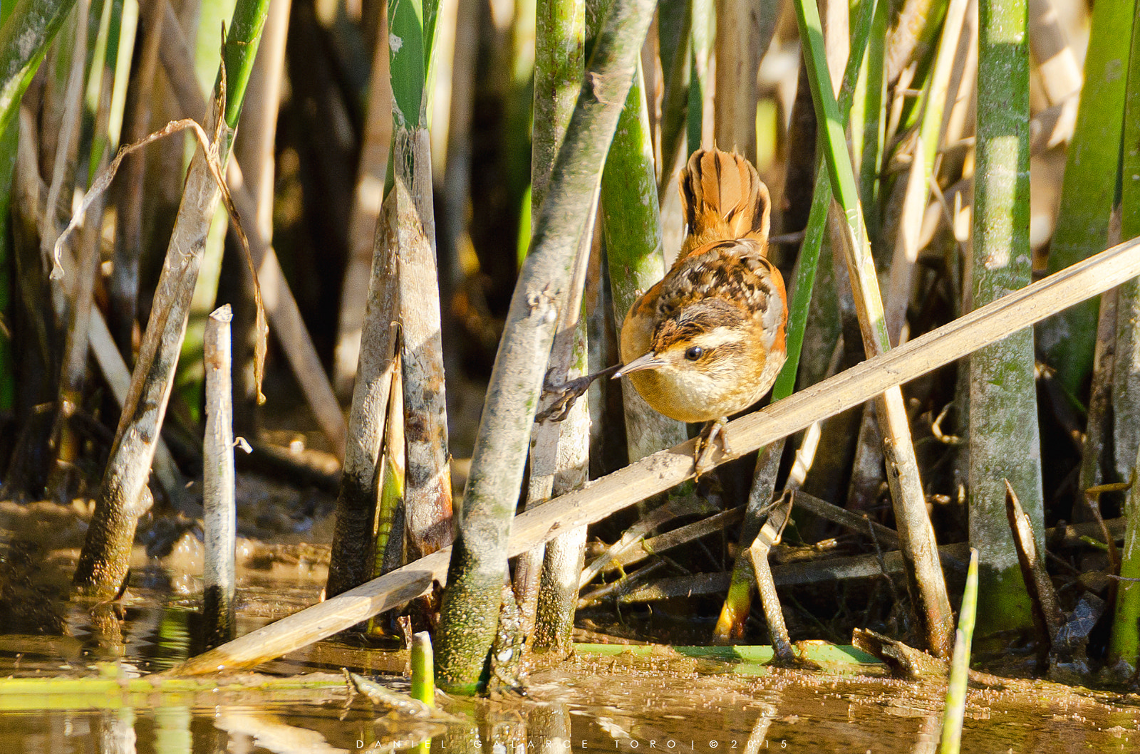 Nikon D5100 sample photo. Trabajador - wren-like rushbird photography