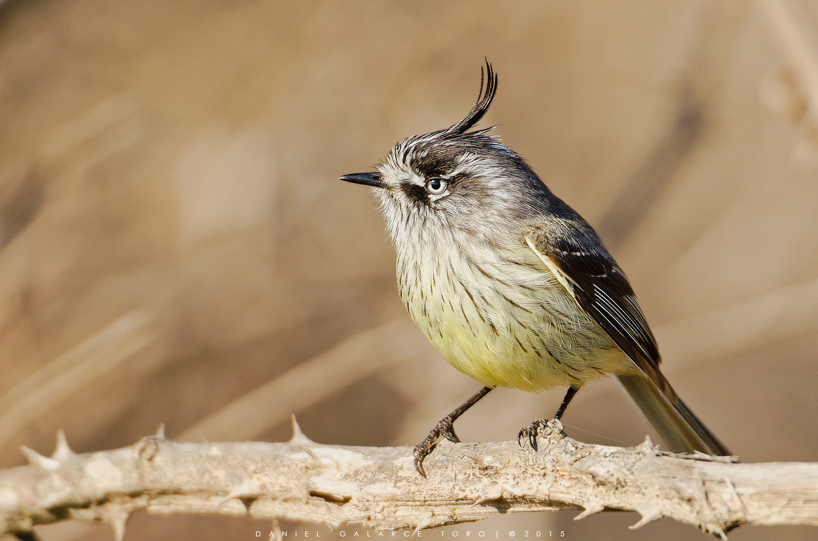 Nikon D5100 sample photo. Cachudito - tufted tit-tyrant photography