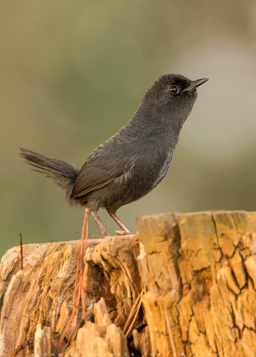 Sigma 50-500mm F4.5-6.3 DG OS HSM sample photo. Churrin del norte - dusky tapaculo photography