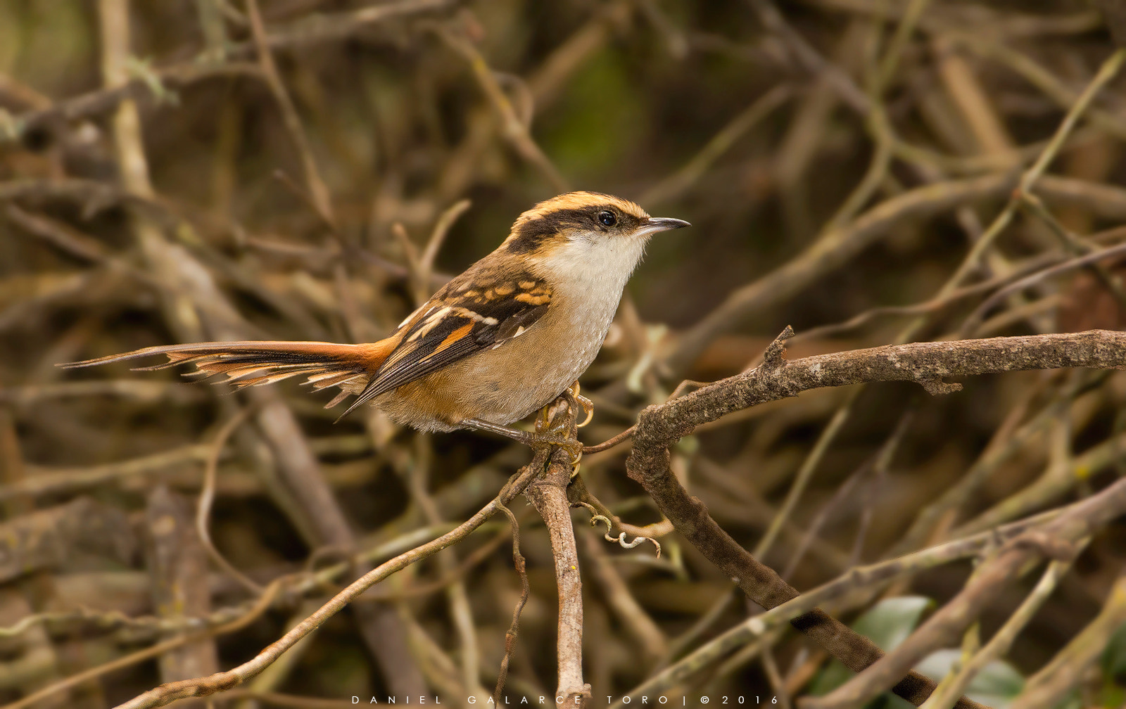 Nikon D7100 + Sigma 50-500mm F4.5-6.3 DG OS HSM sample photo. Rayadito - thorn-tailed rayadito photography