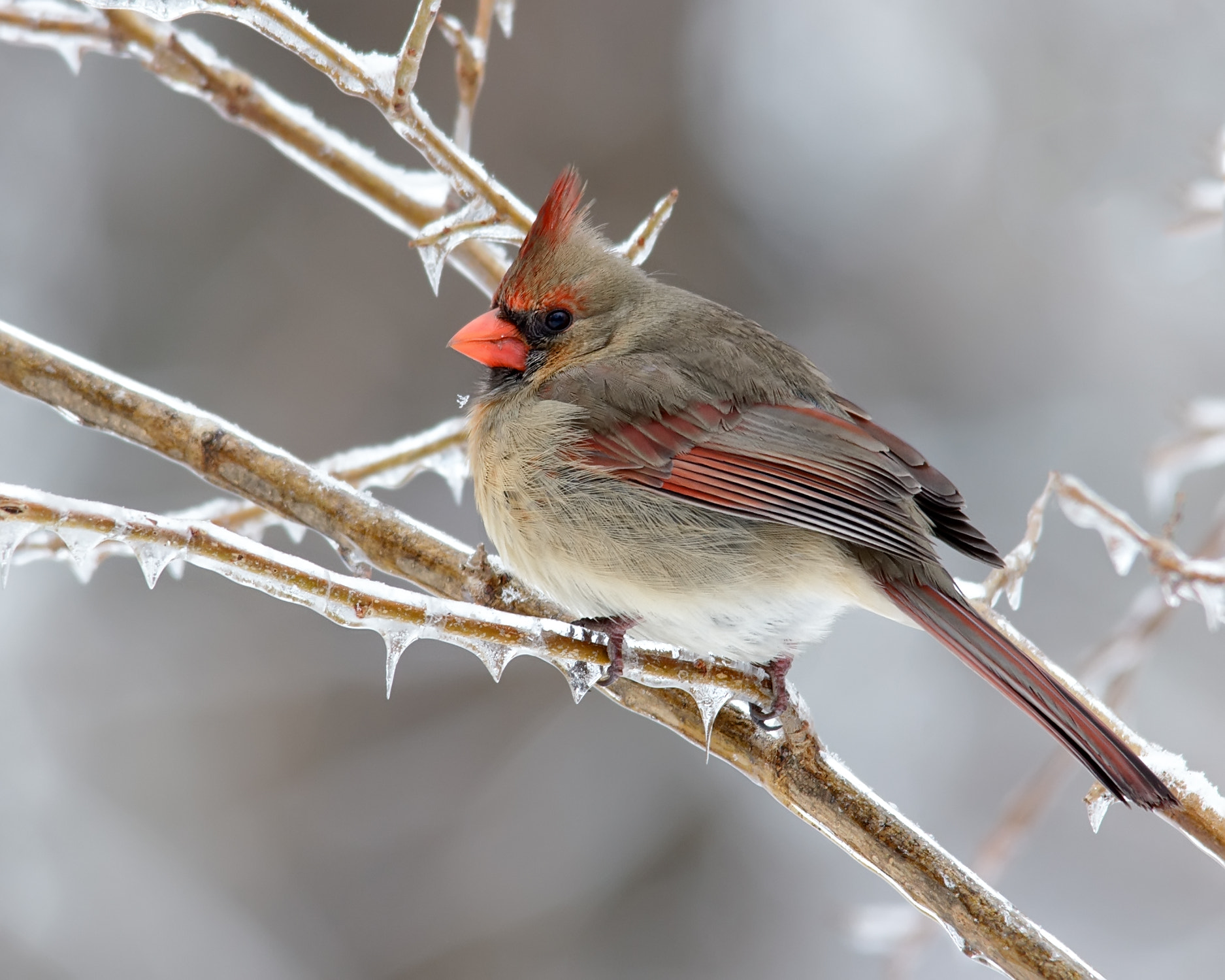 Sigma 150-500mm F5-6.3 DG OS HSM sample photo. Red ice photography