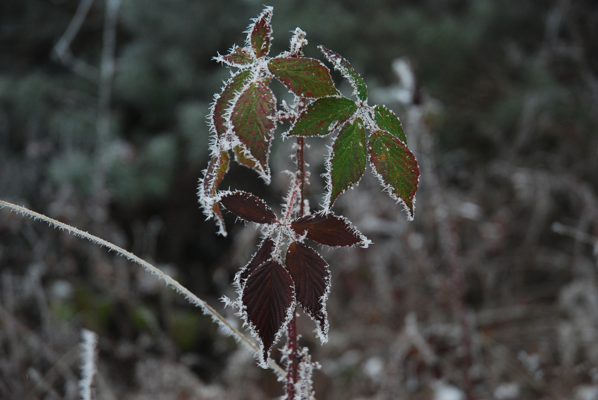 Nikon D40X sample photo. Where winter meets with autumn photography