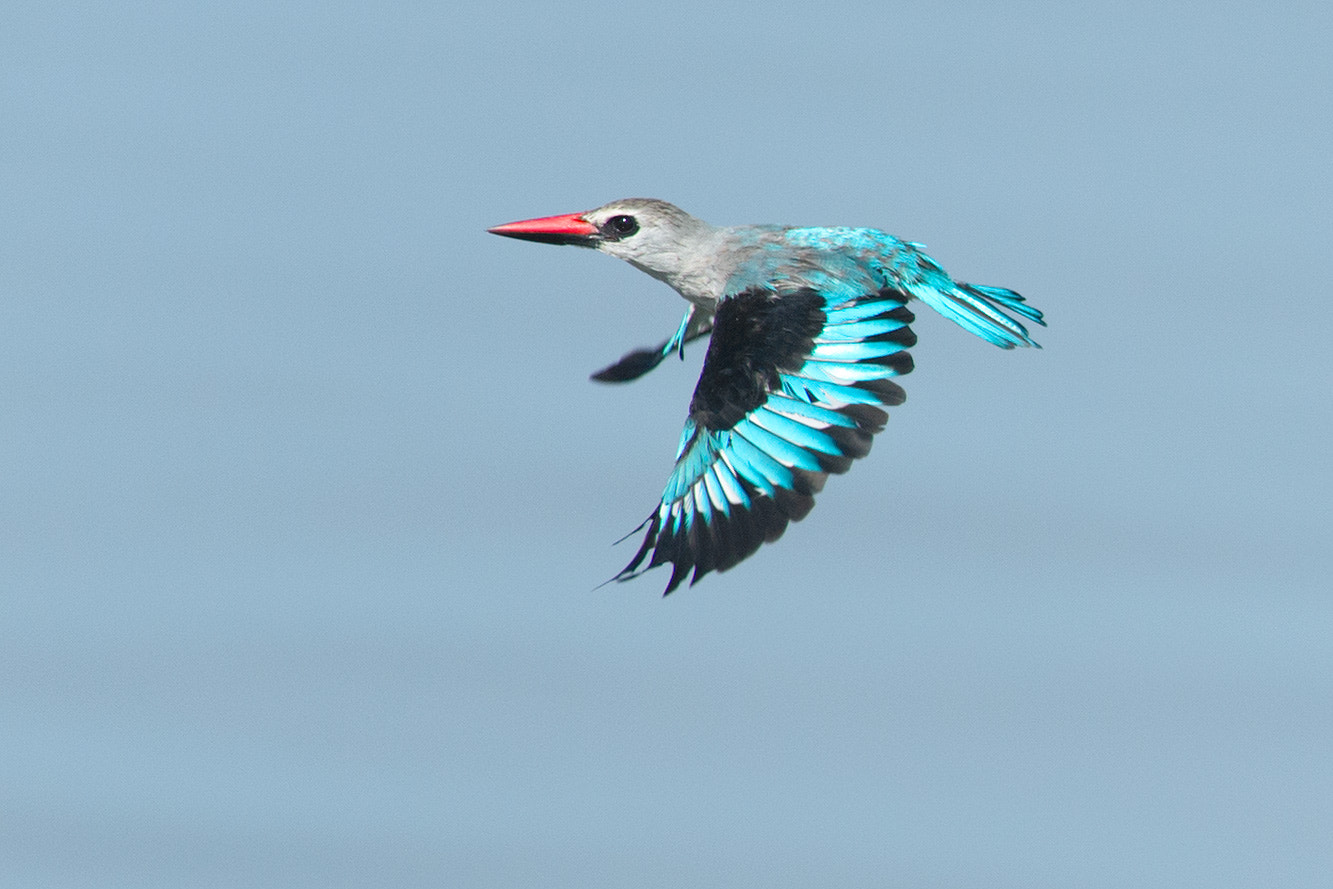 Nikon D4 sample photo. Woodland kingfisher act photography