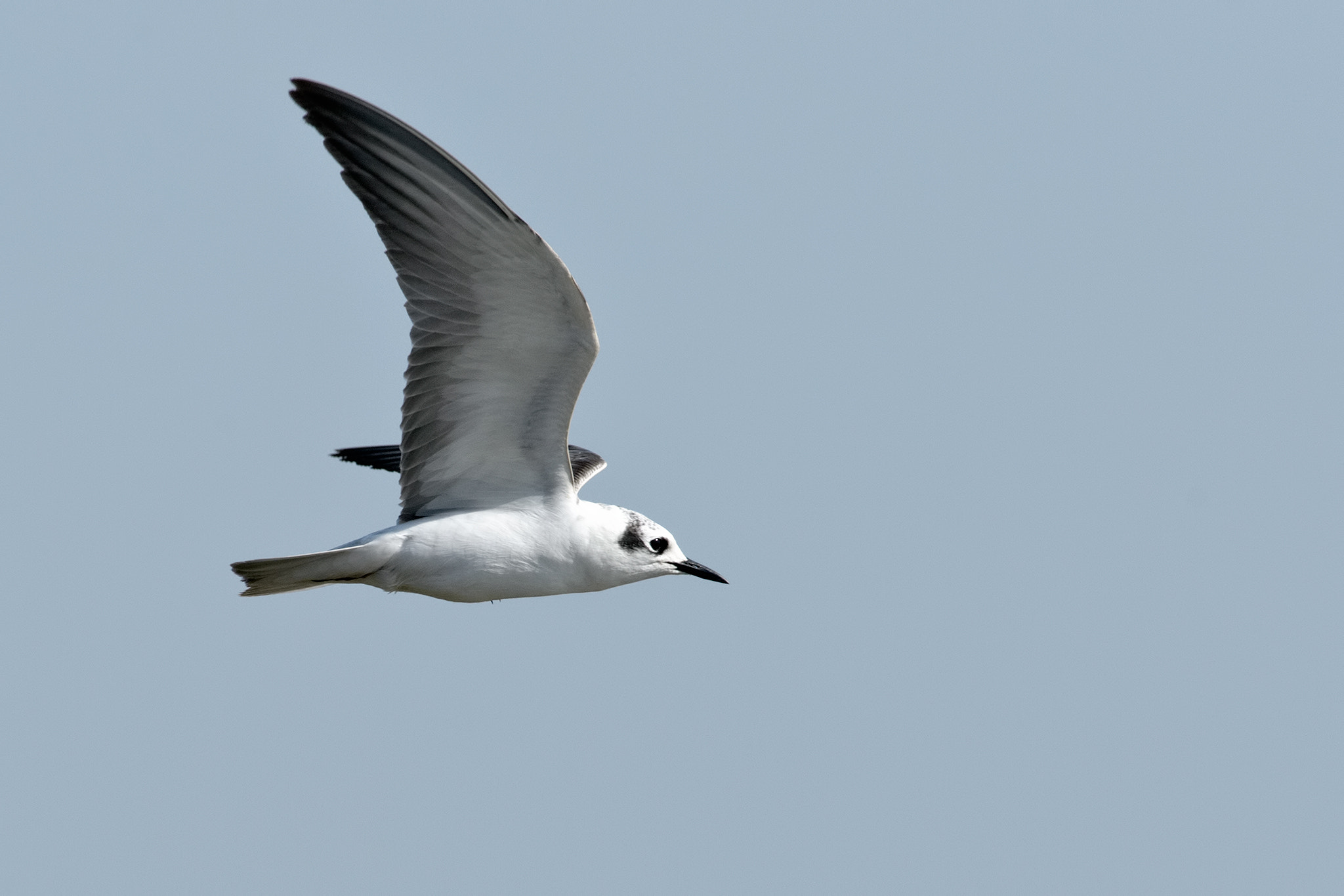 Nikon D4 sample photo. White winged tern act photography