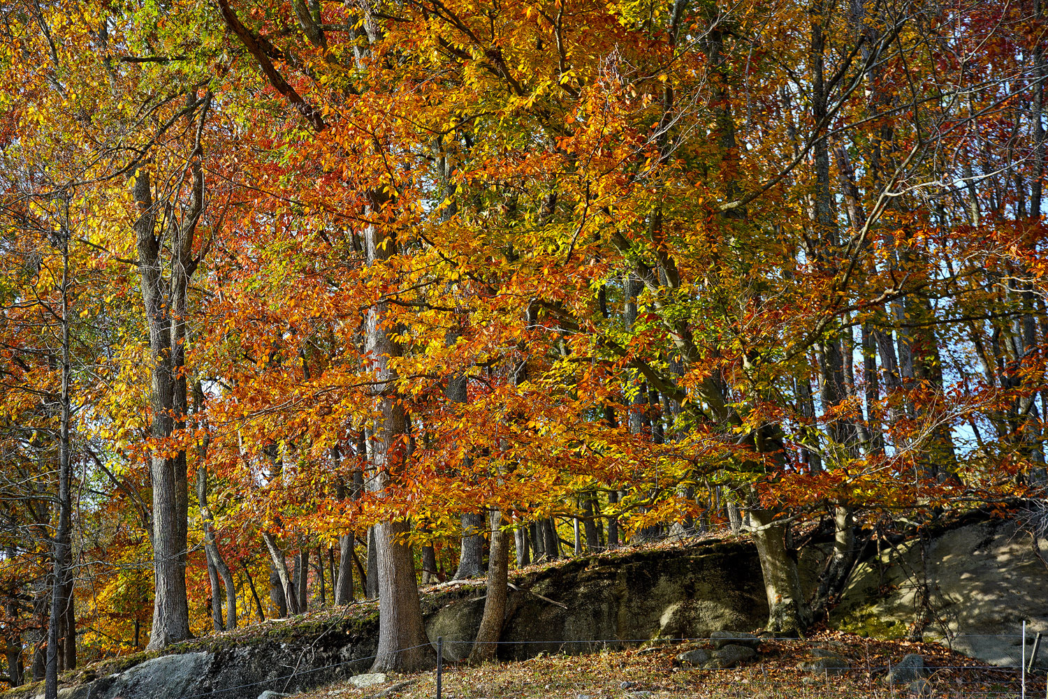 24-105mm F4 G SSM OSS sample photo. Edge of the woods photography