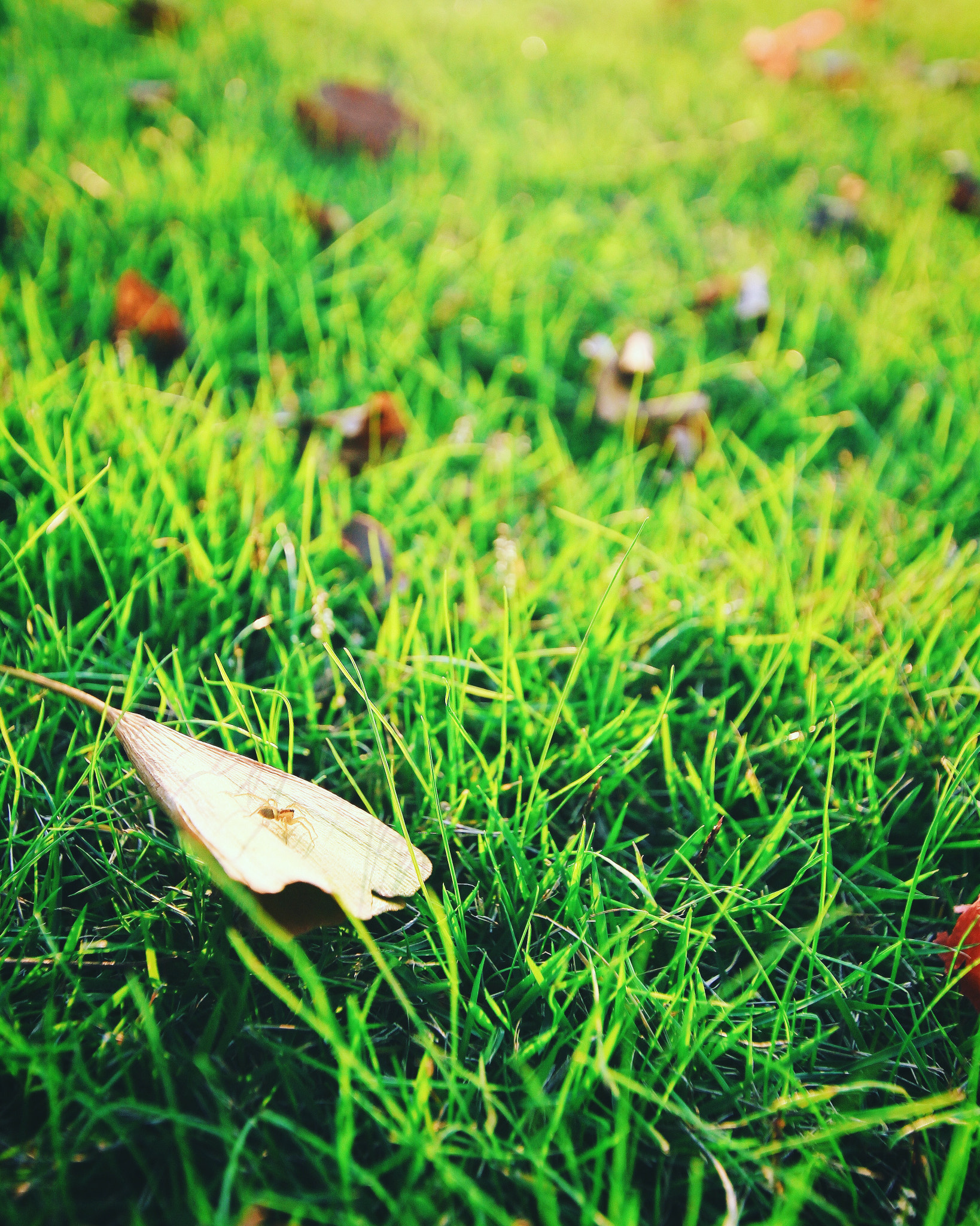 Sigma 10-20mm F3.5 EX DC HSM sample photo. Tgif for funny little spider photography