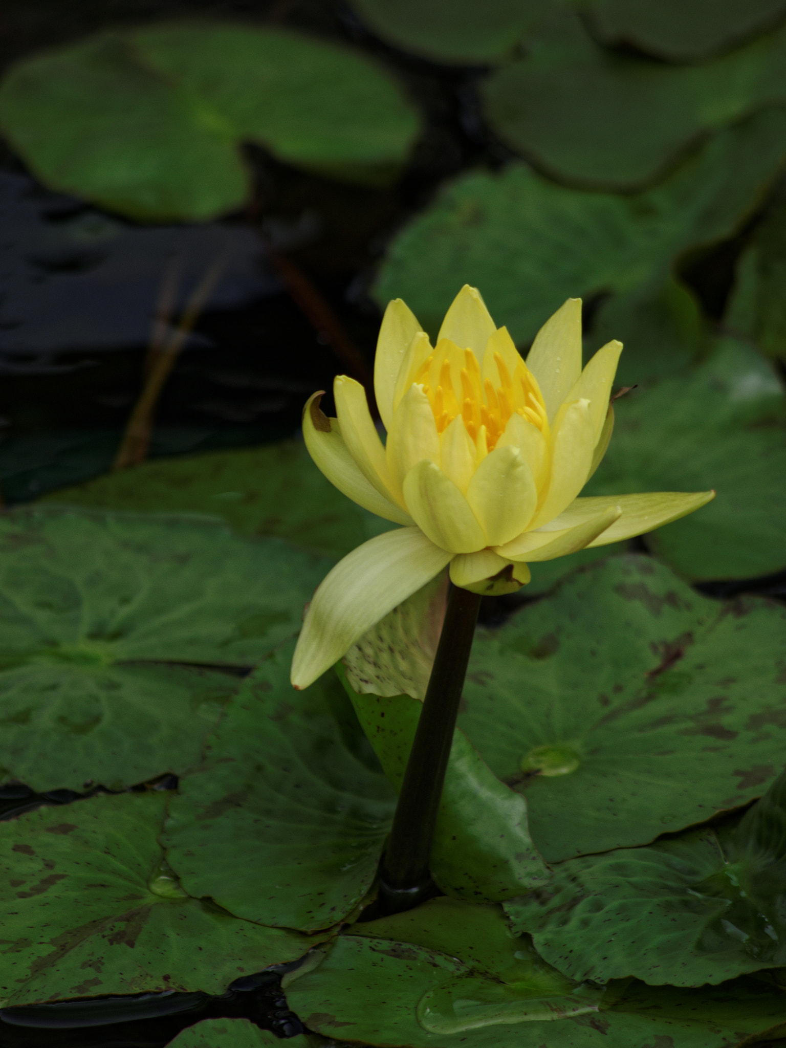 smc PENTAX-DA L 55-300mm F4-5.8 ED sample photo