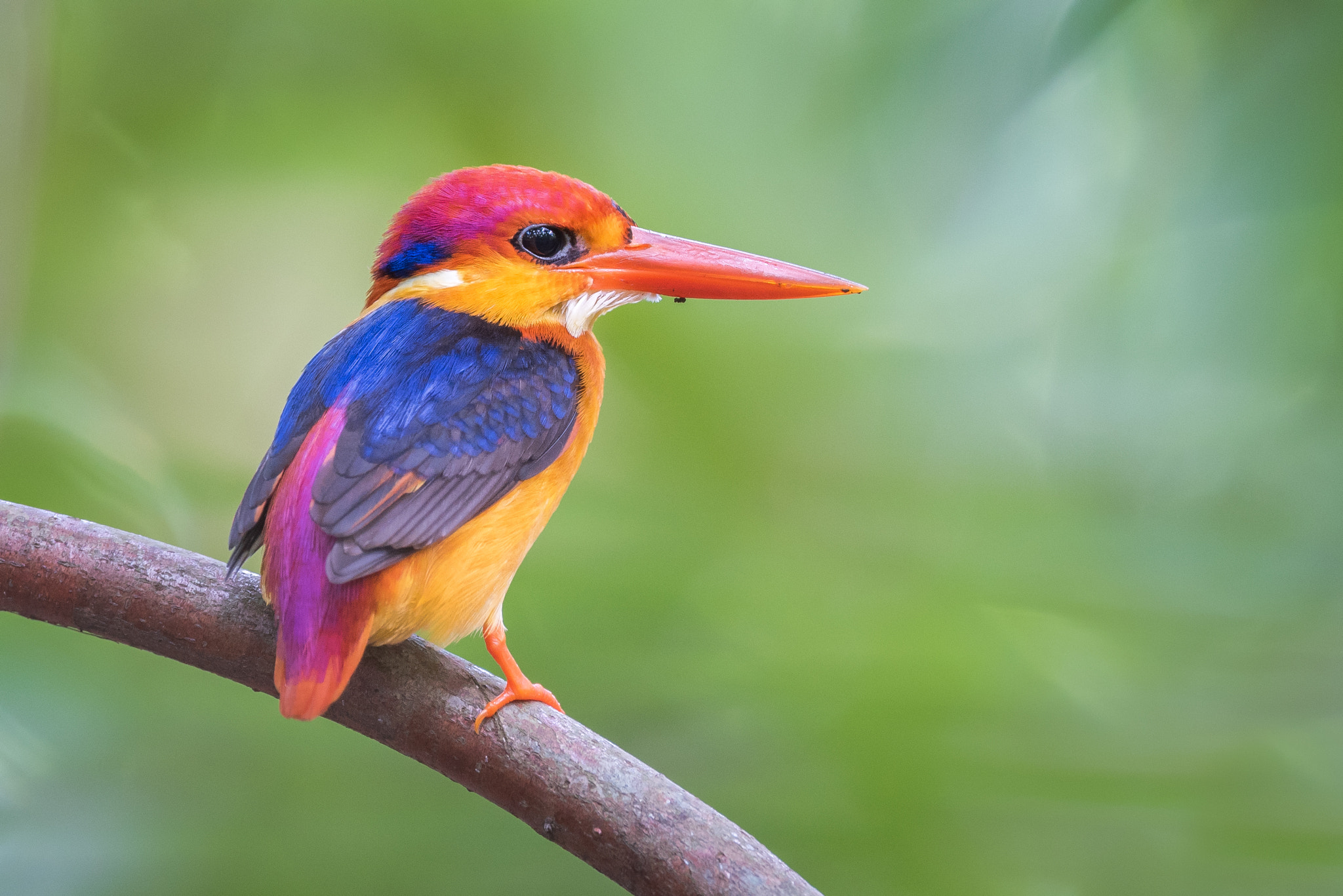 Nikon AF-S Nikkor 600mm F4E FL ED VR sample photo. Black-backed kingfisher photography