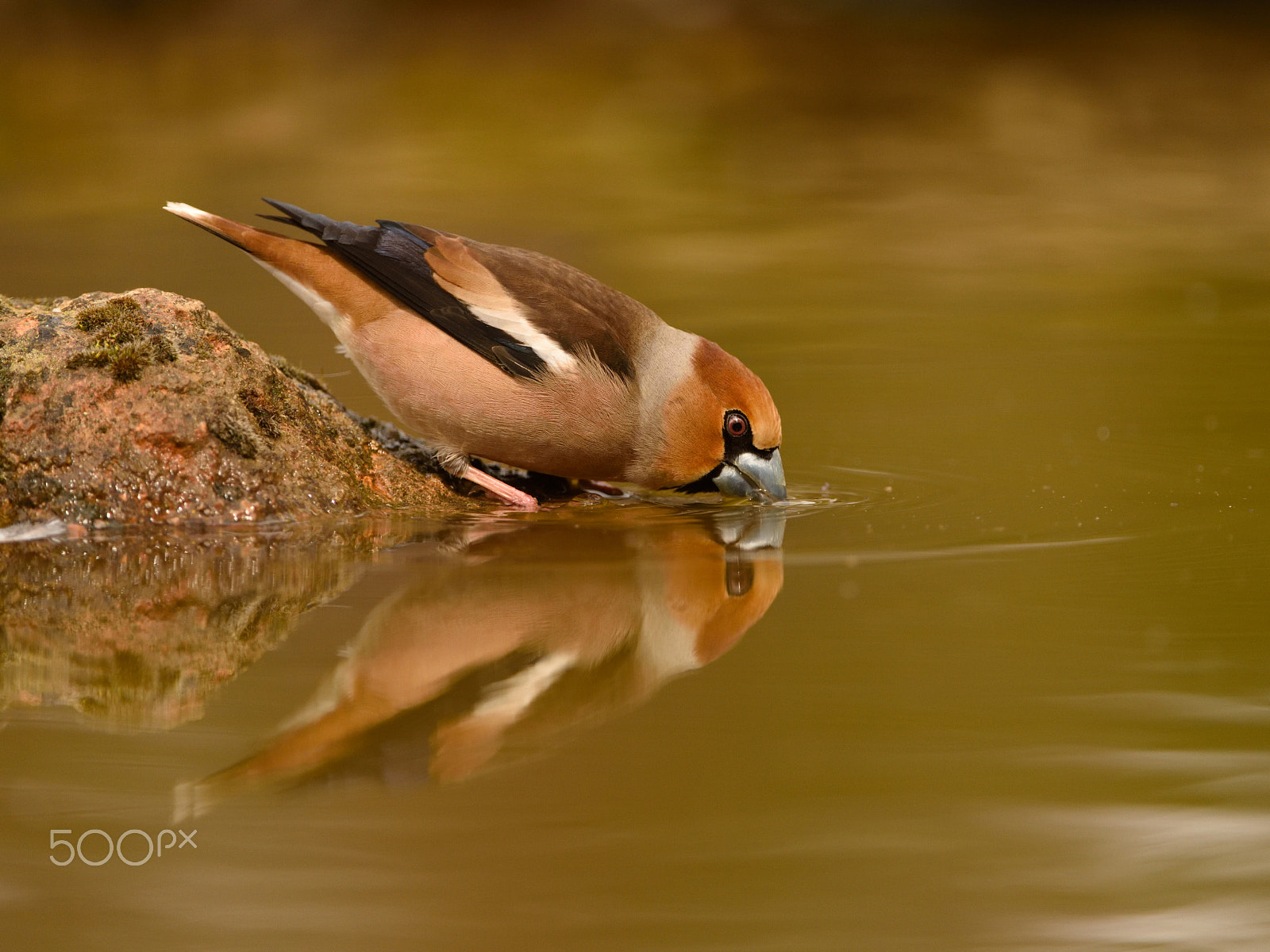 Nikon AF-S Nikkor 200-400mm F4G ED-IF VR sample photo. Durbec photography