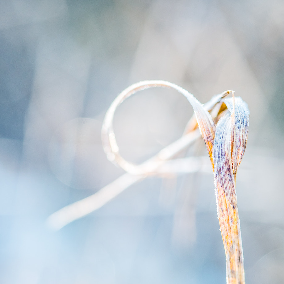Fujifilm X-Pro1 + Fujifilm XF 60mm F2.4 R Macro sample photo. Loop photography