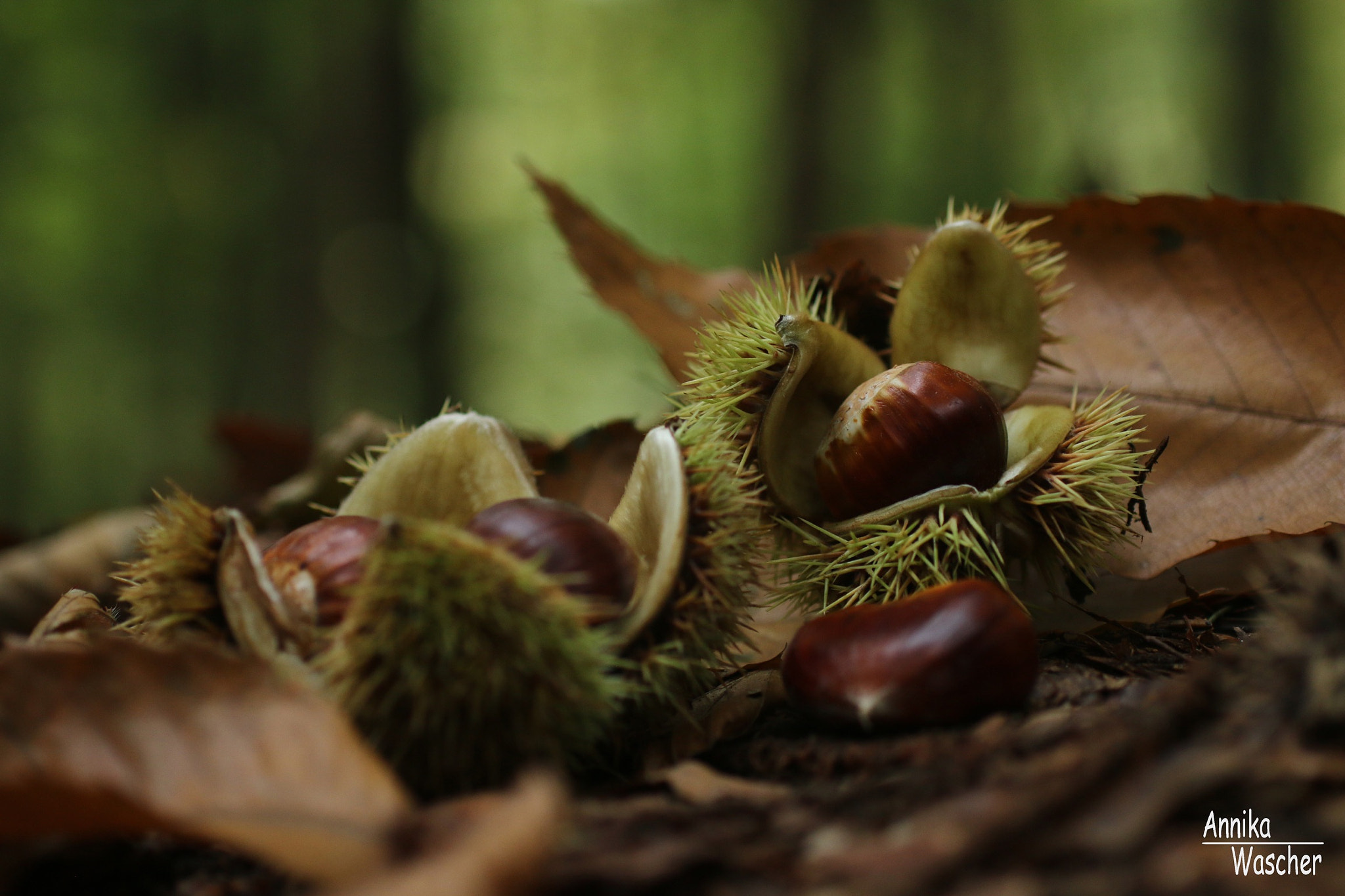 Sigma 50mm F1.4 EX DG HSM sample photo. Autumn photography