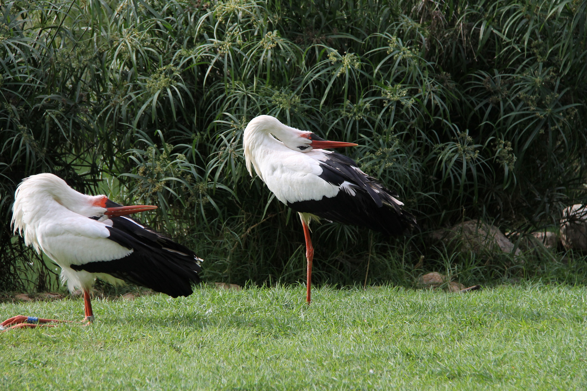 Canon EF-S 18-200mm F3.5-5.6 IS sample photo. Jerusalem zoo photography