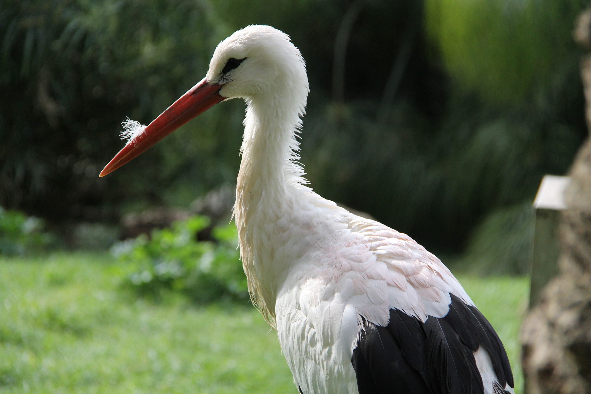 Canon EF-S 18-200mm F3.5-5.6 IS sample photo. Jerusalem zoo photography