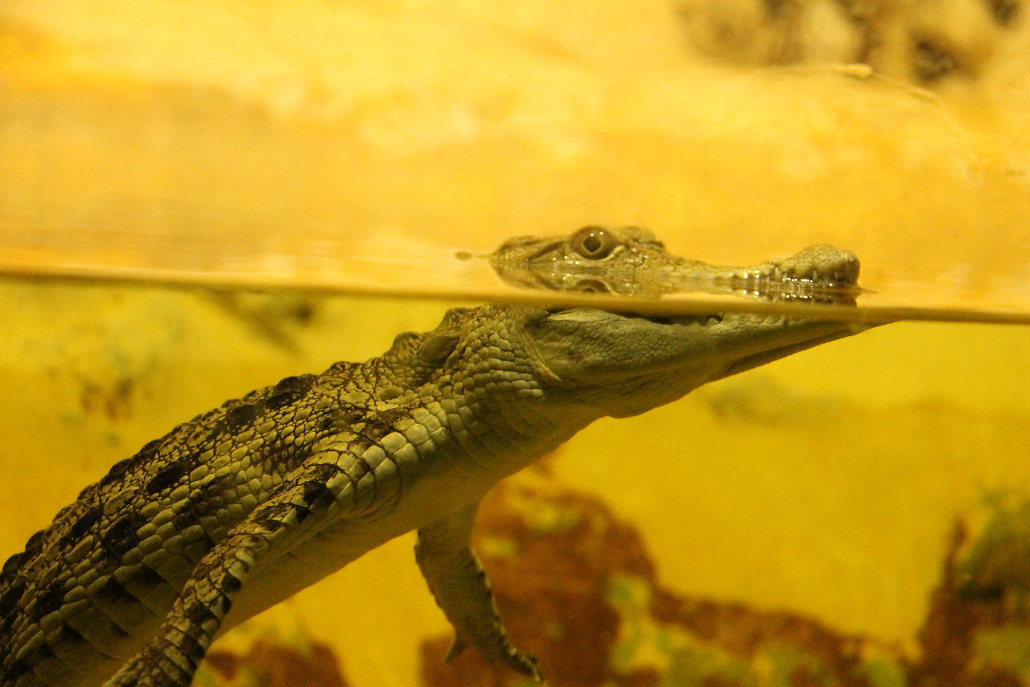 Canon EF-S 18-200mm F3.5-5.6 IS sample photo. Jerusalem zoo photography