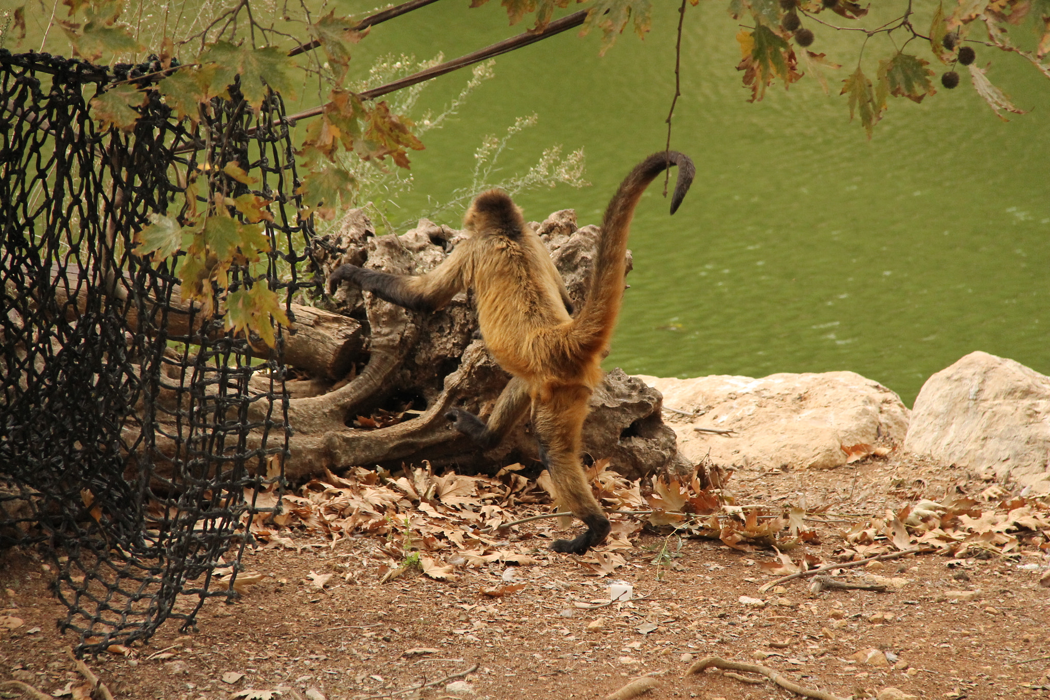 Canon EF-S 18-200mm F3.5-5.6 IS sample photo. Jerusalem zoo photography