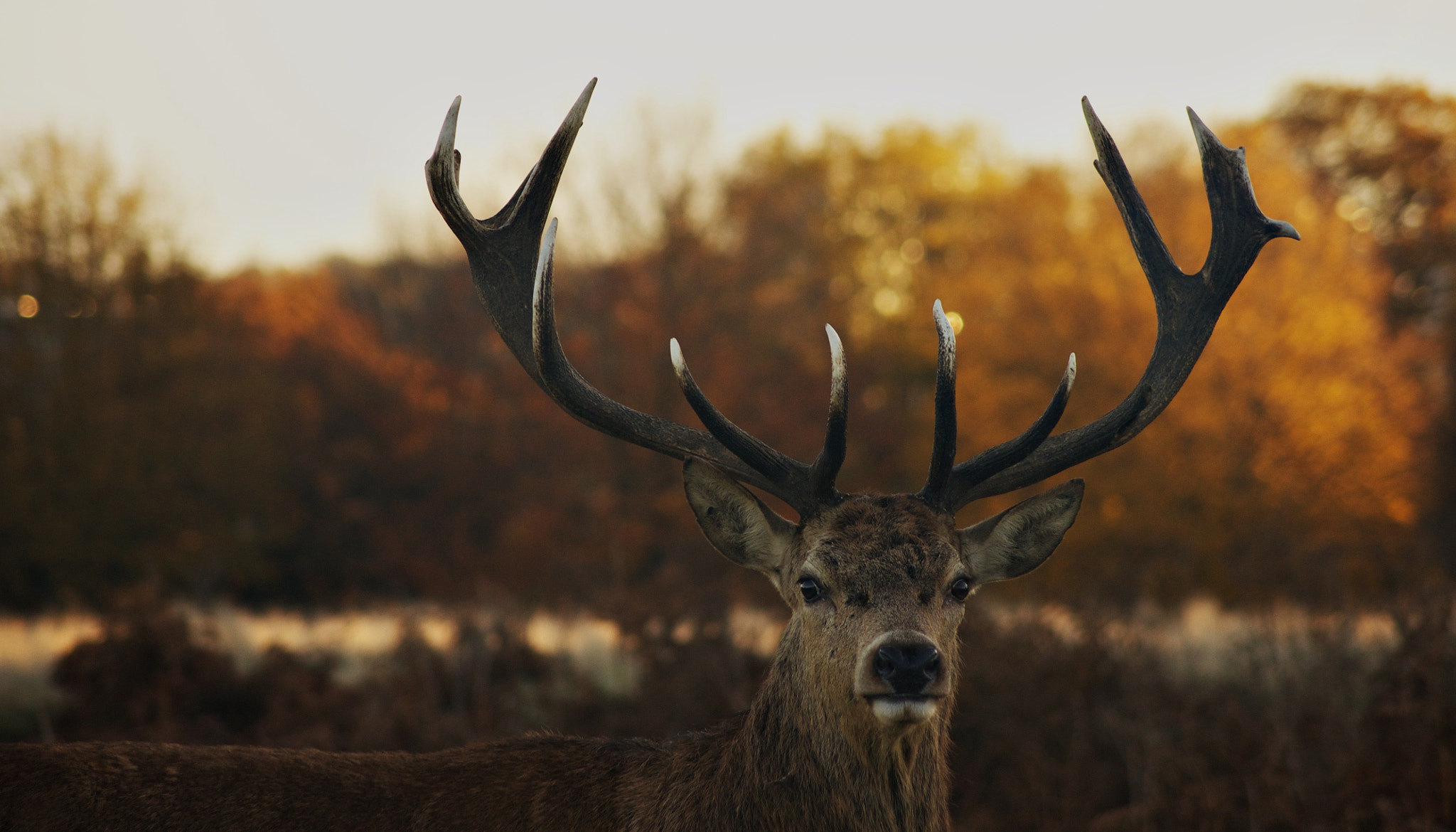 Sony Alpha DSLR-A500 + Sony DT 55-200mm F4-5.6 SAM sample photo. The stag photography