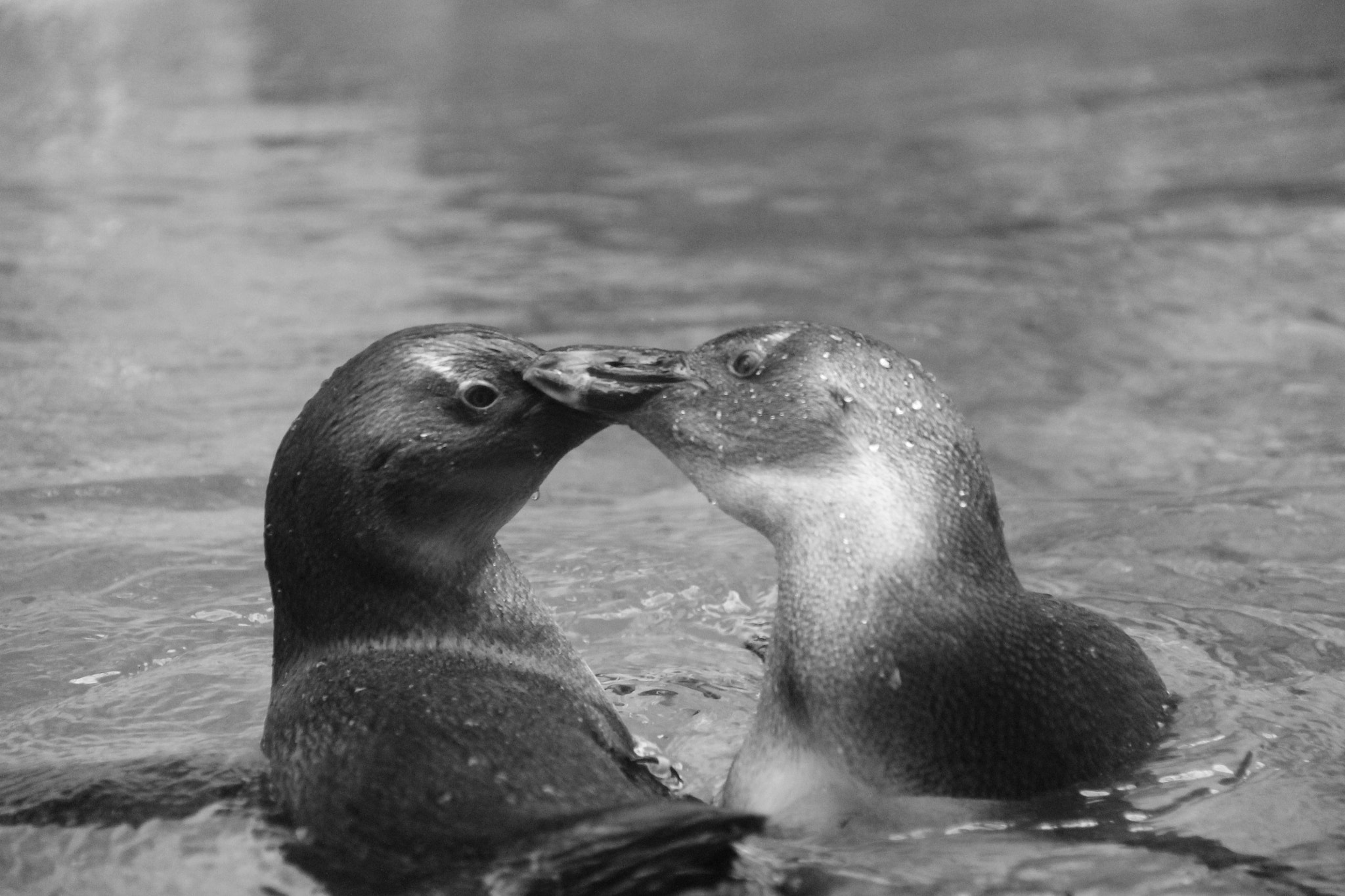 Canon EF-S 18-200mm F3.5-5.6 IS sample photo. Jerusalem zoo photography