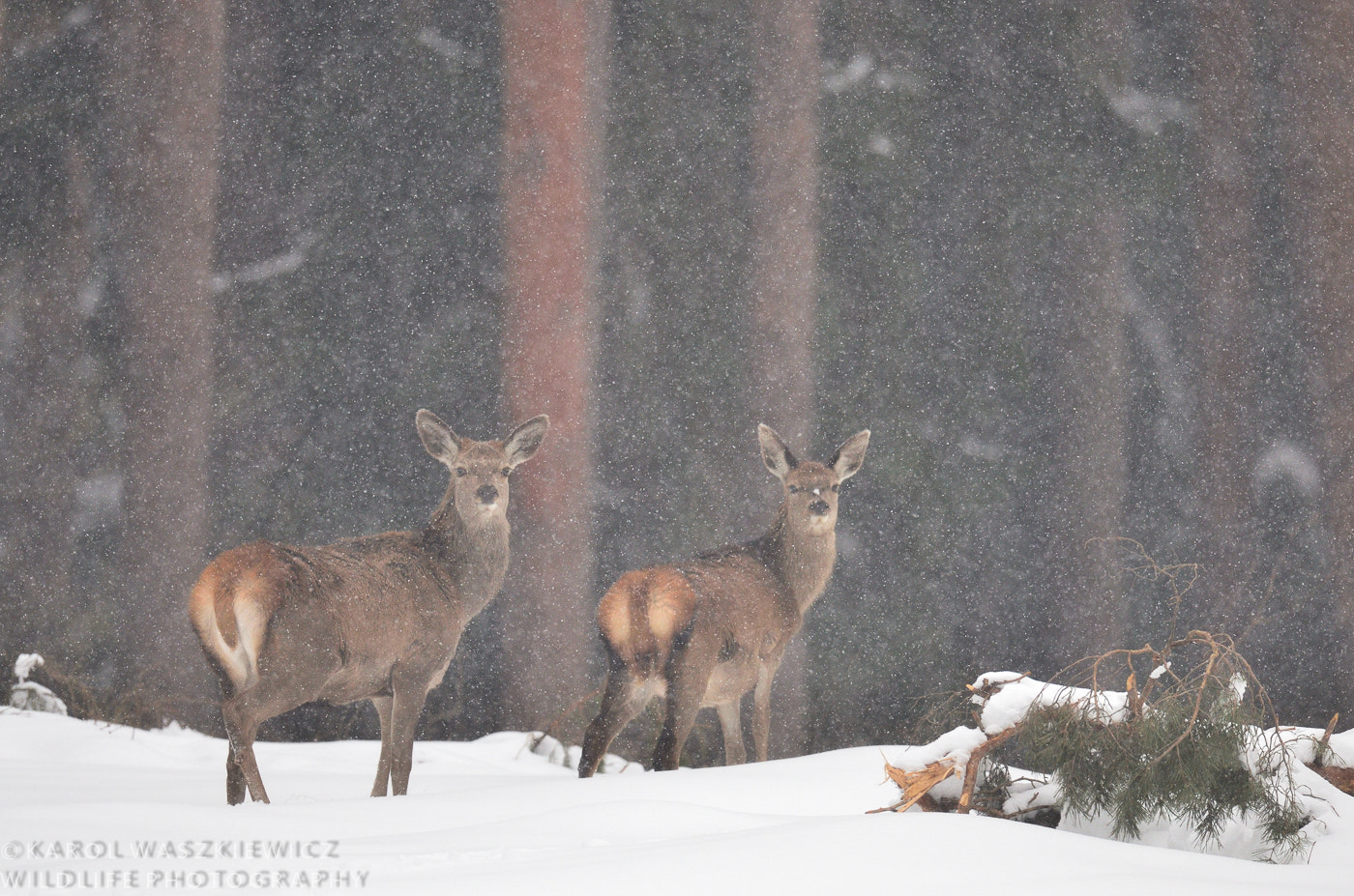 Nikon D7000 sample photo. Winter deers photography