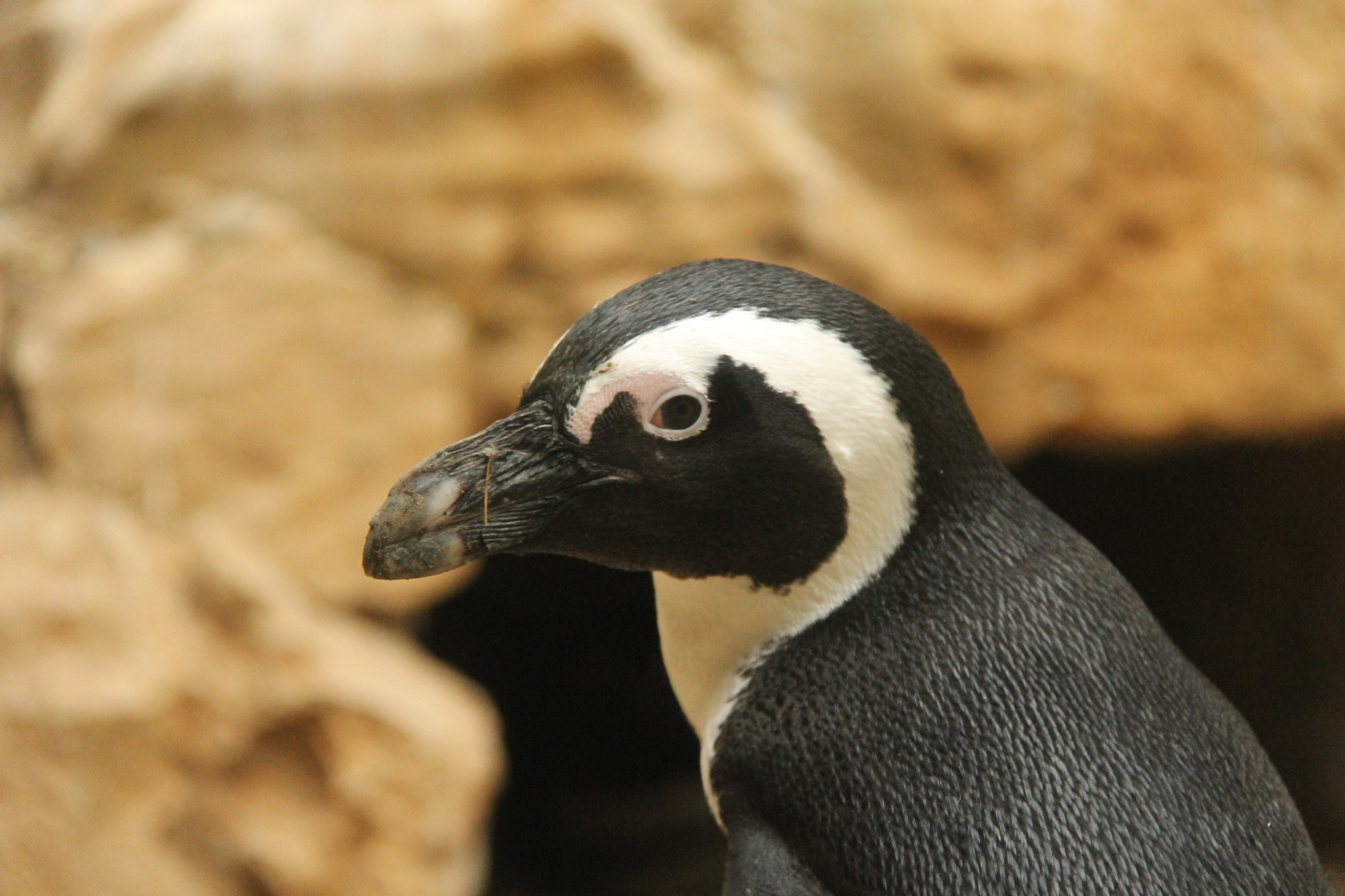 Canon EF-S 18-200mm F3.5-5.6 IS sample photo. Jerusalem zoo photography