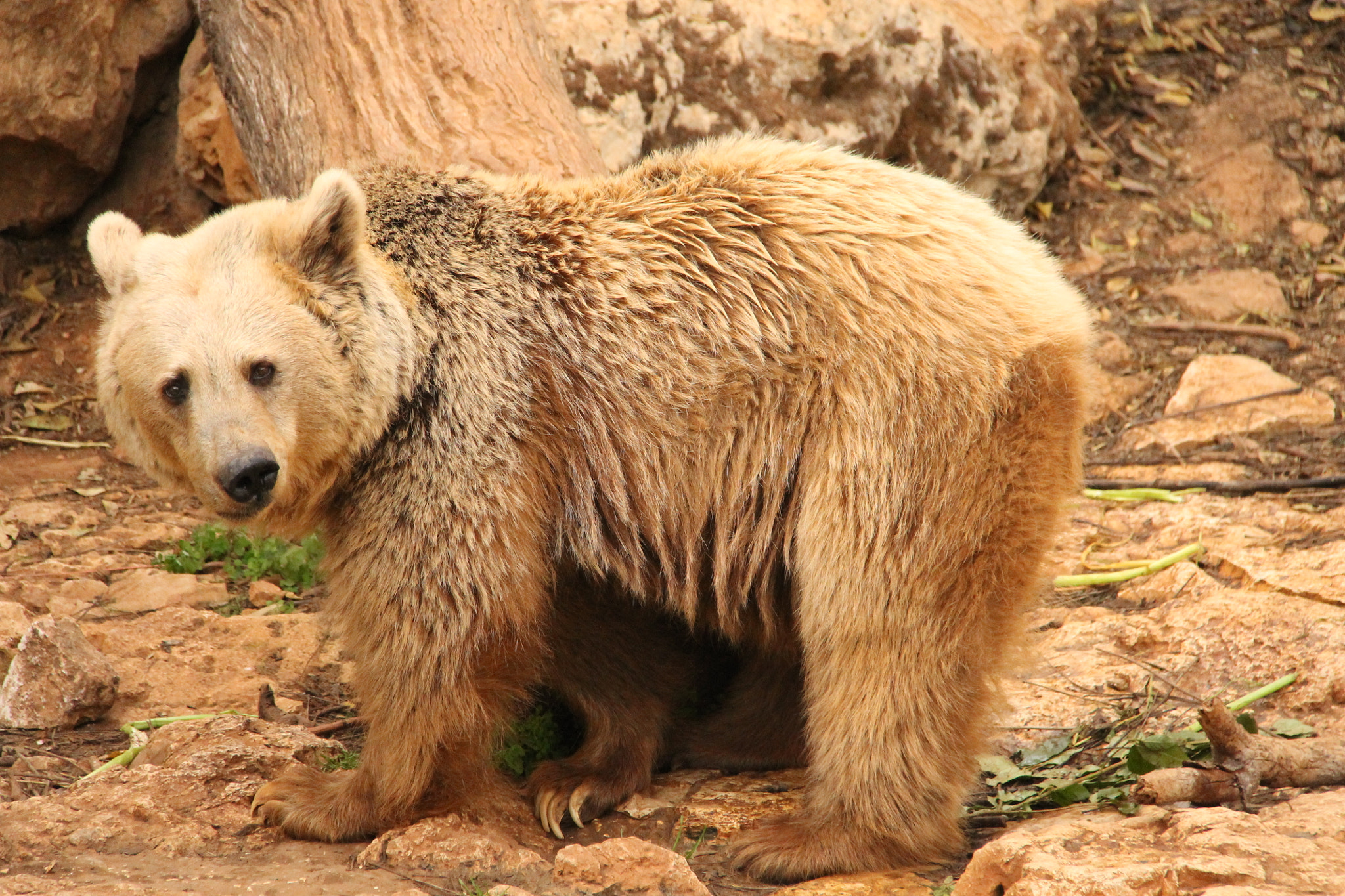 Canon EF-S 18-200mm F3.5-5.6 IS sample photo. Jerusalem zoo photography