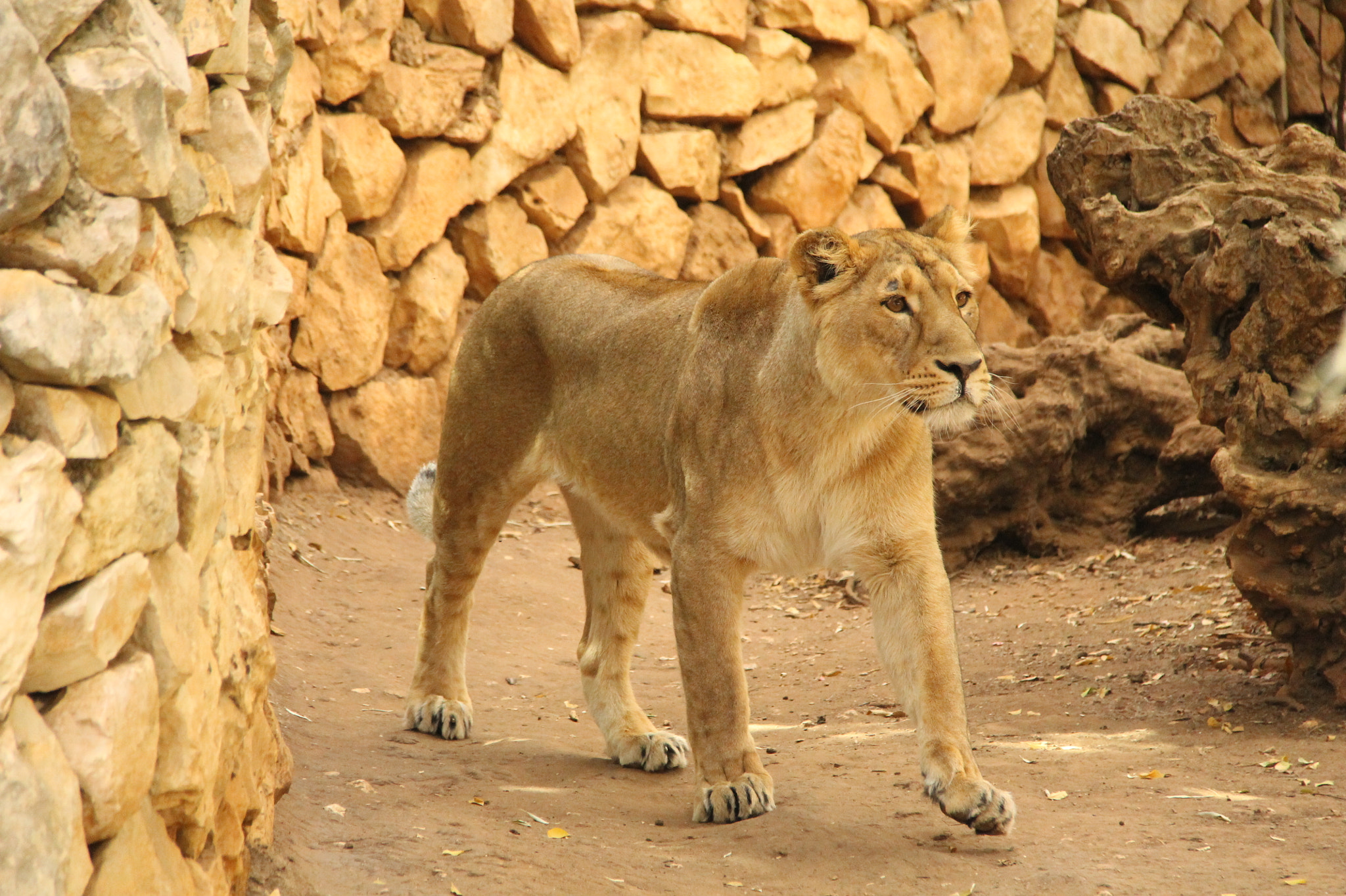 Canon EF-S 18-200mm F3.5-5.6 IS sample photo. Jerusalem zoo photography
