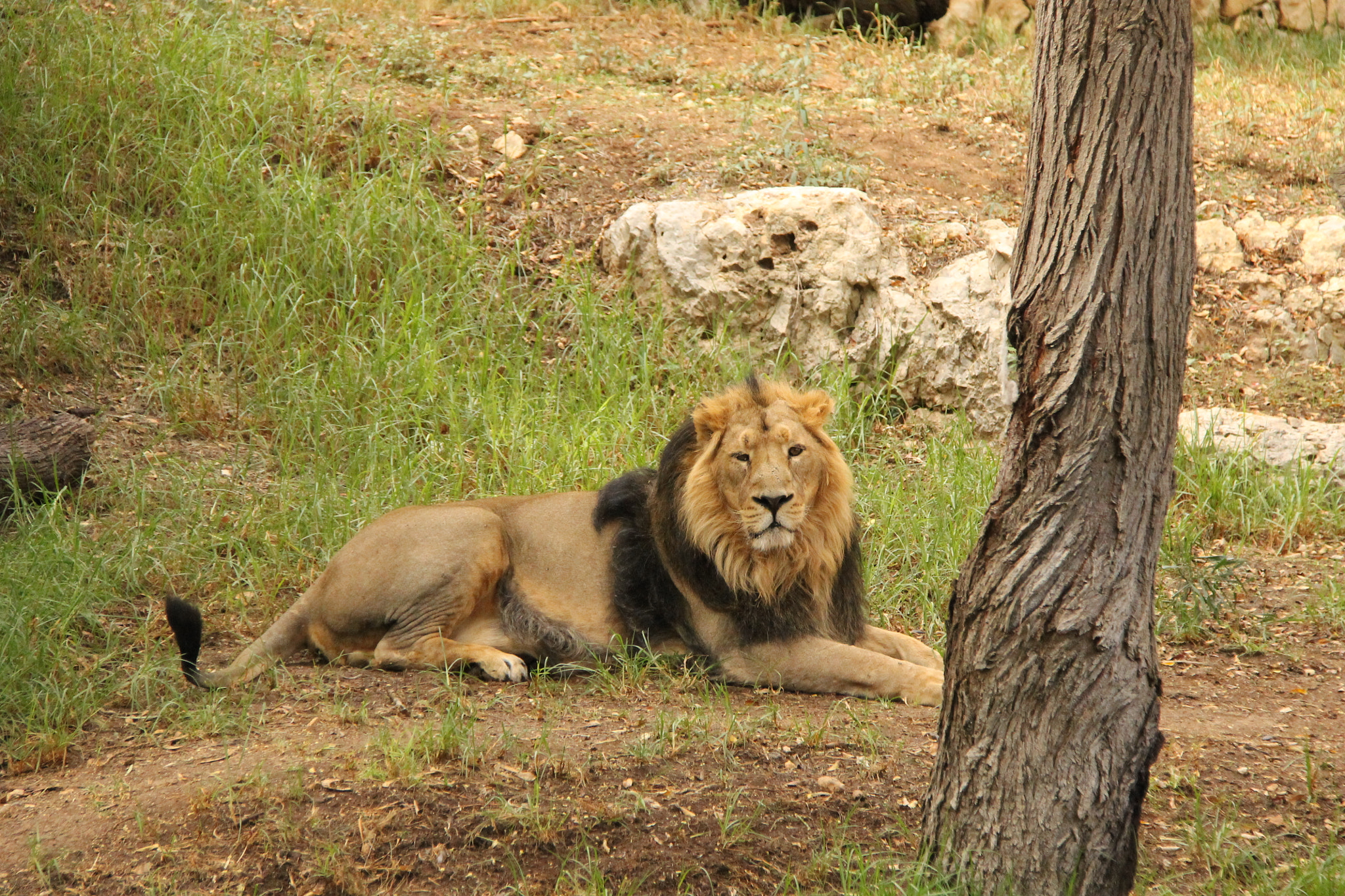 Canon EF-S 18-200mm F3.5-5.6 IS sample photo. Jerusalem zoo photography