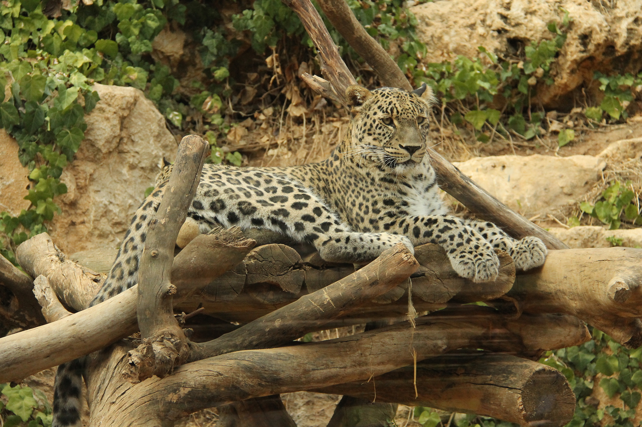 Canon EF-S 18-200mm F3.5-5.6 IS sample photo. Jerusalem zoo photography