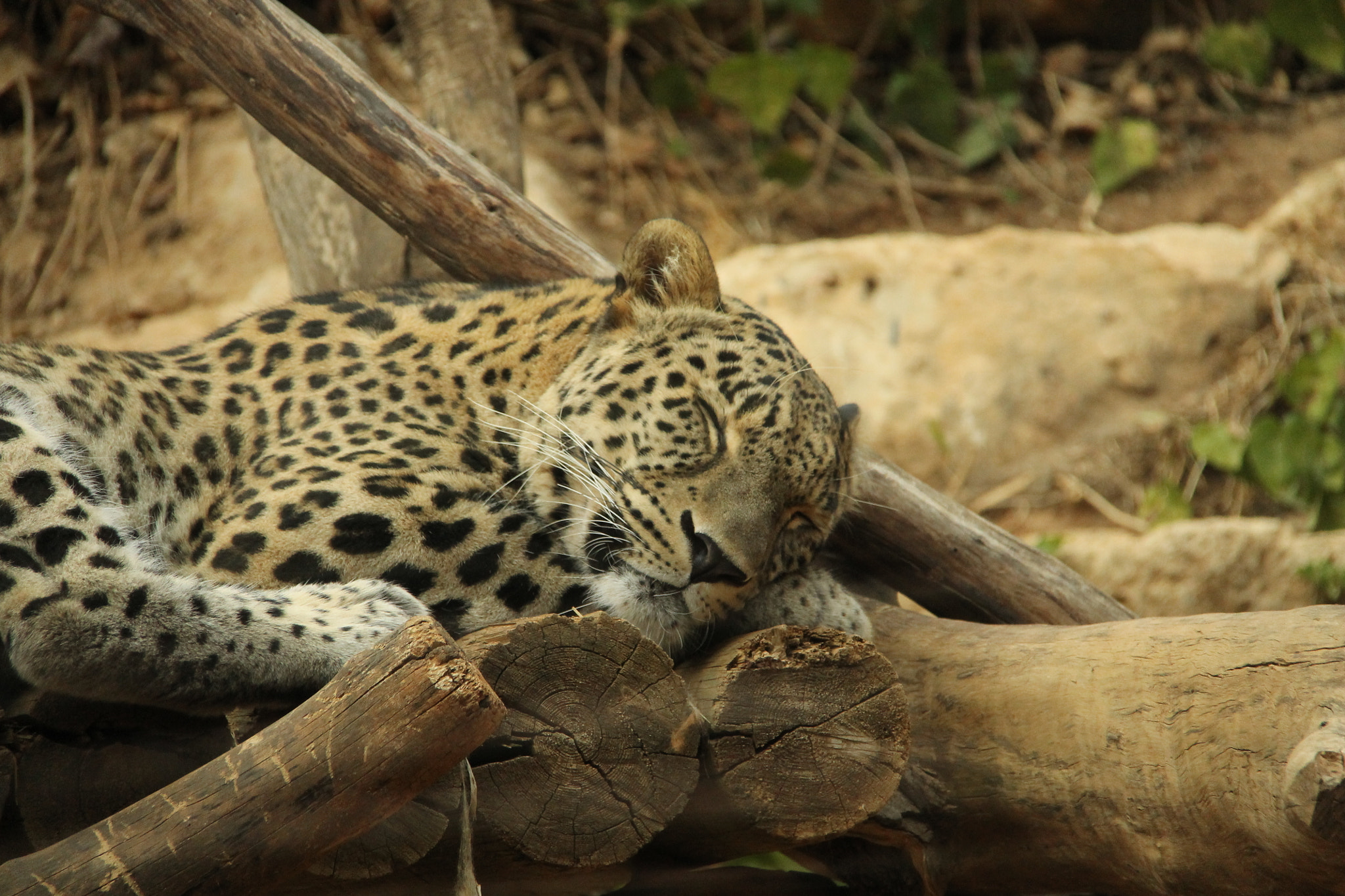 Canon EF-S 18-200mm F3.5-5.6 IS sample photo. Jerusalem zoo photography