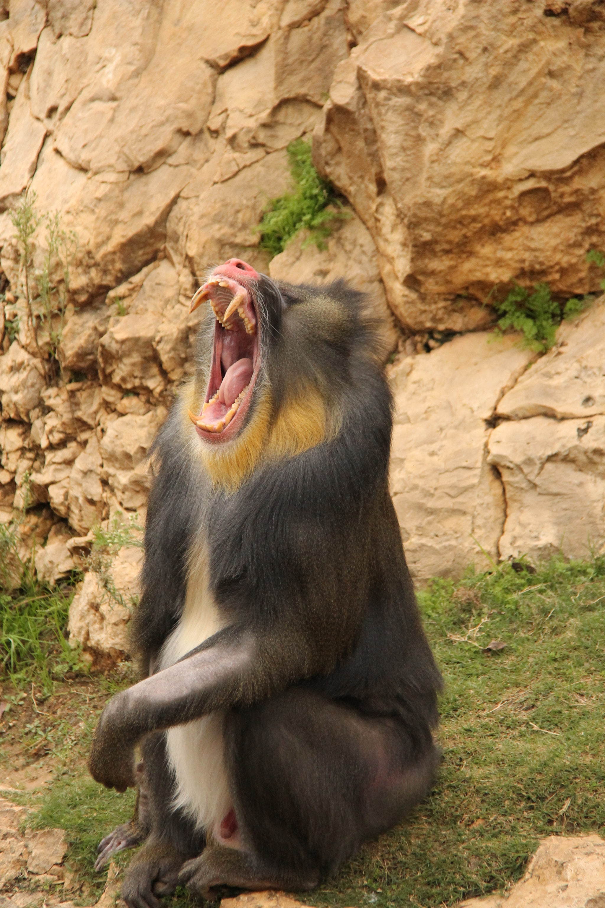 Canon EF-S 18-200mm F3.5-5.6 IS sample photo. Jerusalem zoo photography
