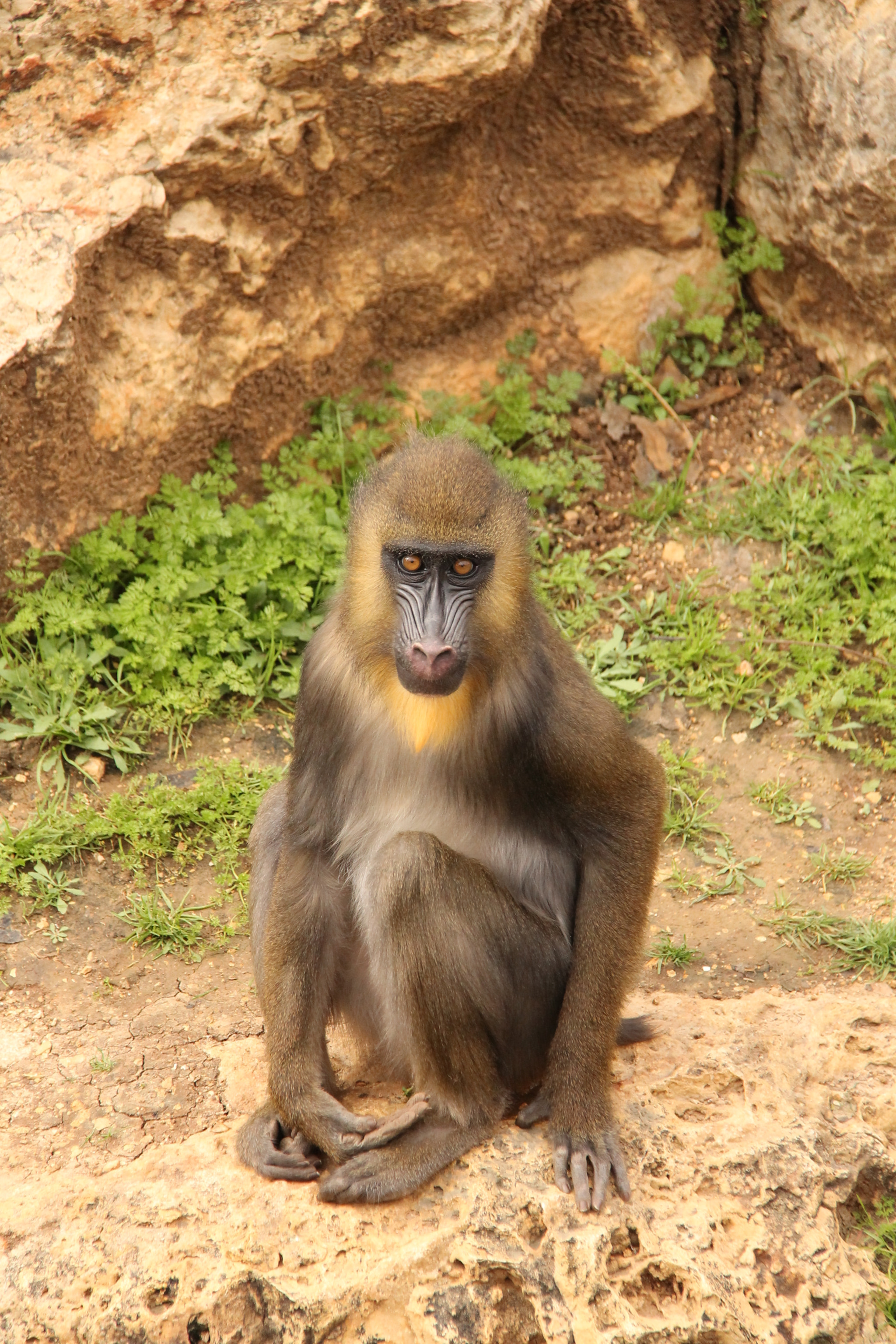 Canon EF-S 18-200mm F3.5-5.6 IS sample photo. Jerusalem zoo photography