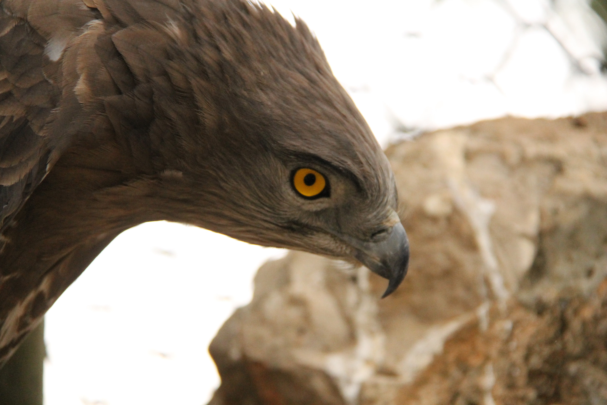 Canon EF-S 18-200mm F3.5-5.6 IS sample photo. Jerusalem zoo photography