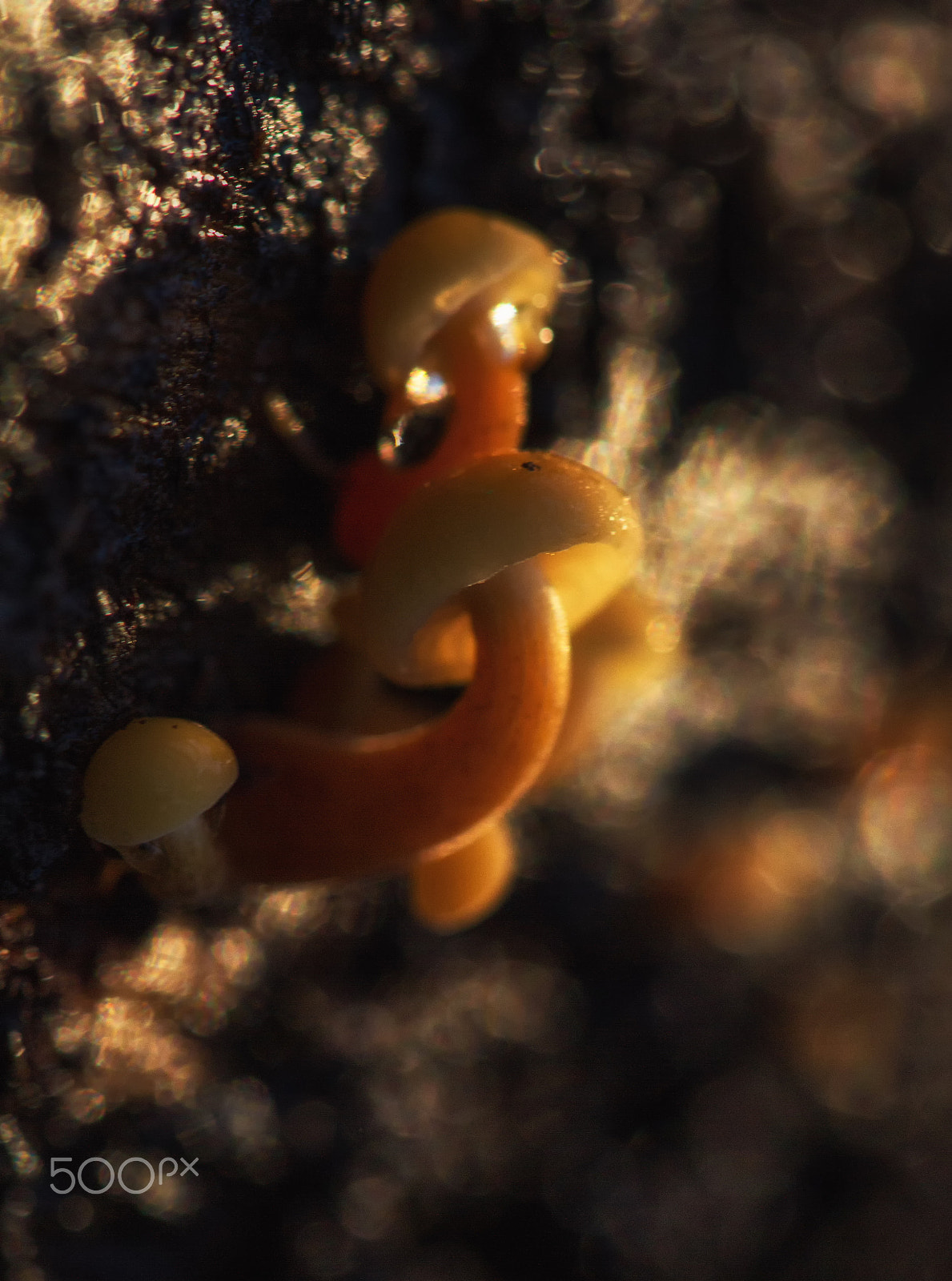Sigma APO Macro 150mm f/2.8 EX DG HSM sample photo. Backlight mushroom photography