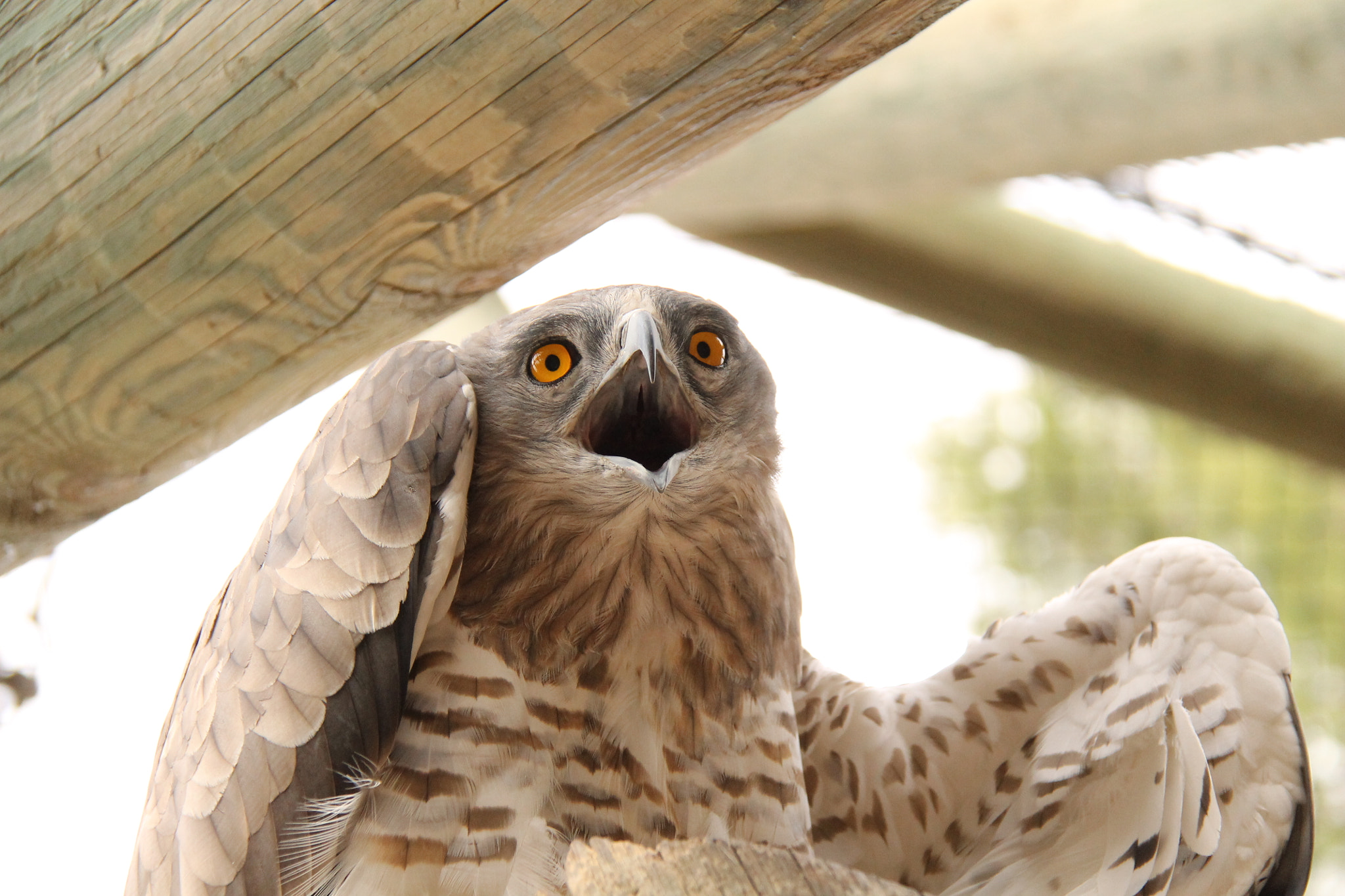Canon EF-S 18-200mm F3.5-5.6 IS sample photo. Jerusalem zoo photography