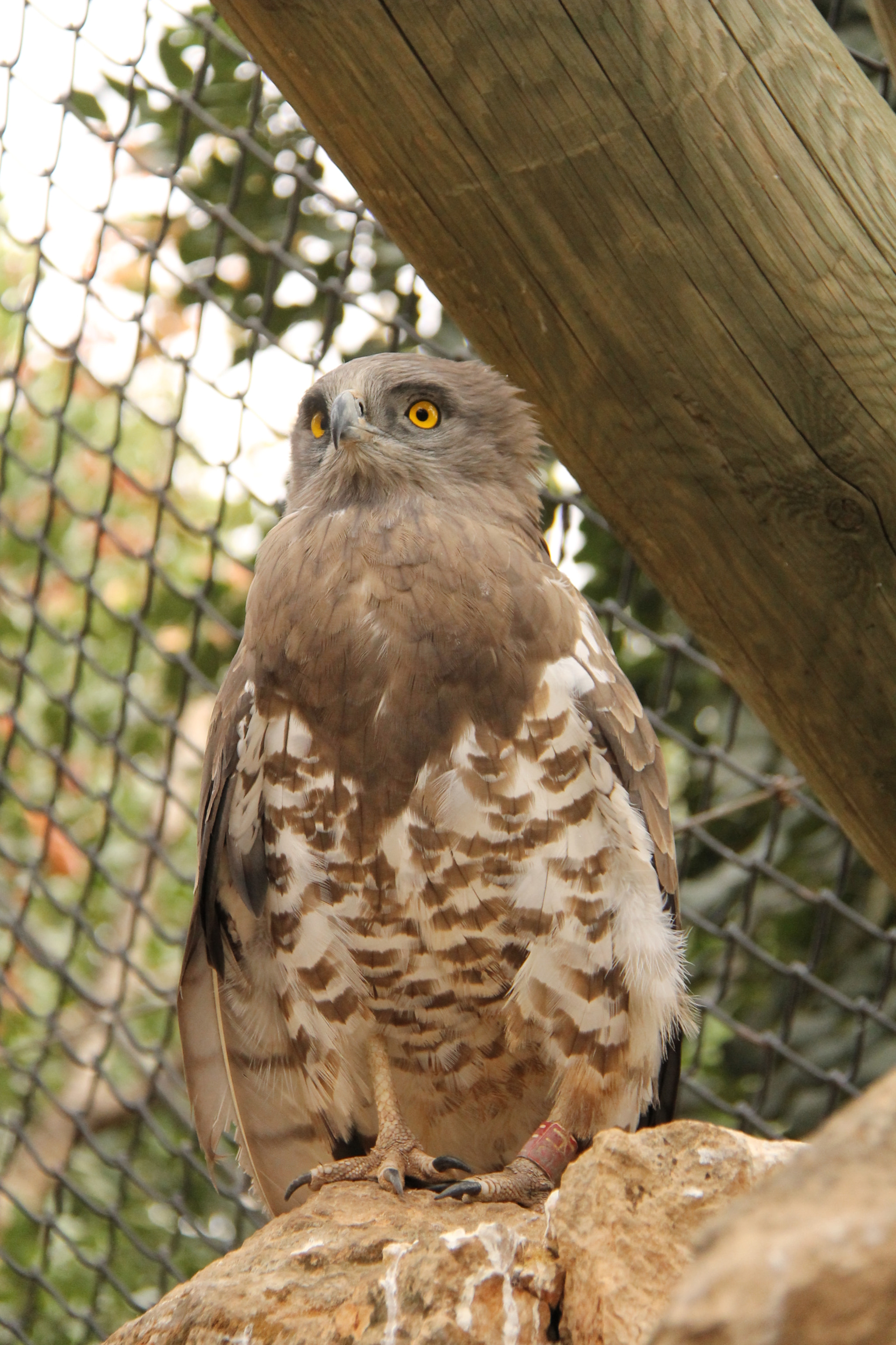 Canon EF-S 18-200mm F3.5-5.6 IS sample photo. Jerusalem zoo photography