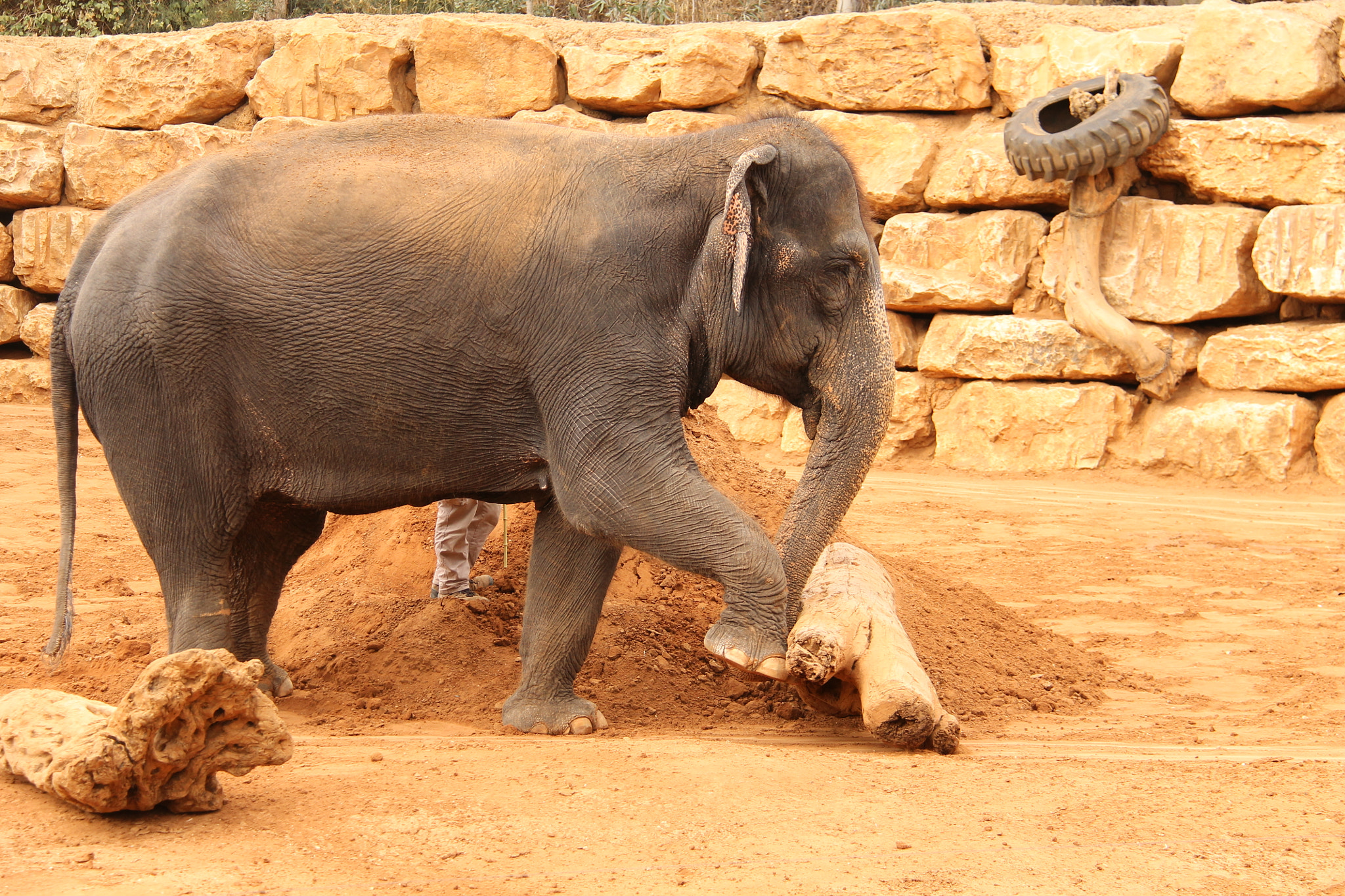 Canon EF-S 18-200mm F3.5-5.6 IS sample photo. Jerusalem zoo photography
