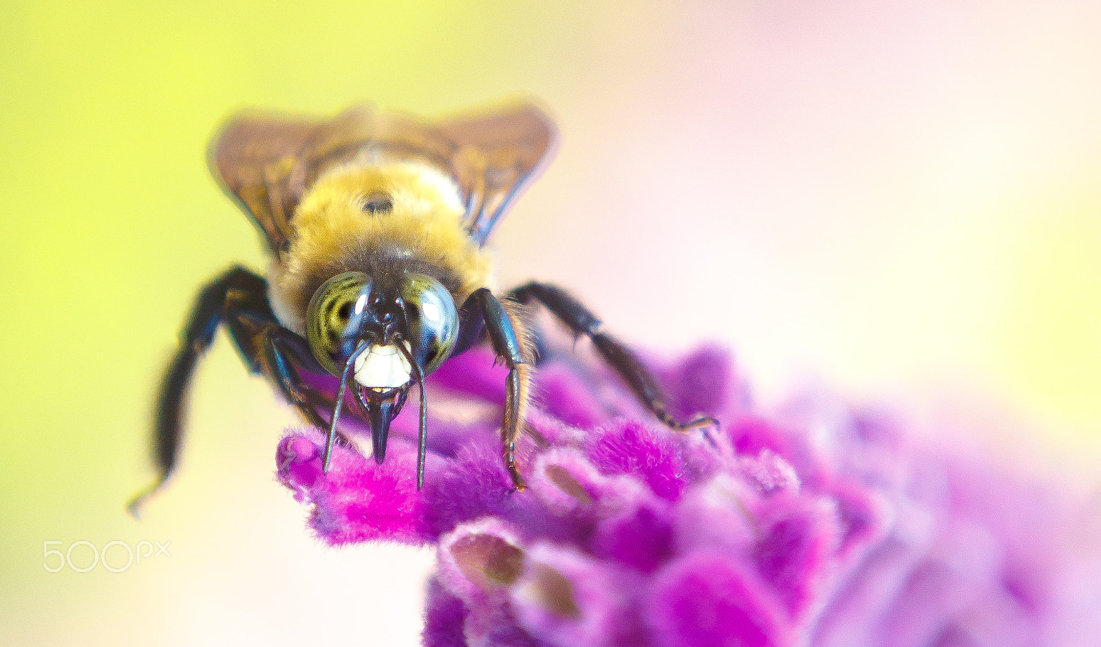 Canon EOS 6D + Canon EF 70-200mm F2.8L IS II USM sample photo. Bumble bee photography