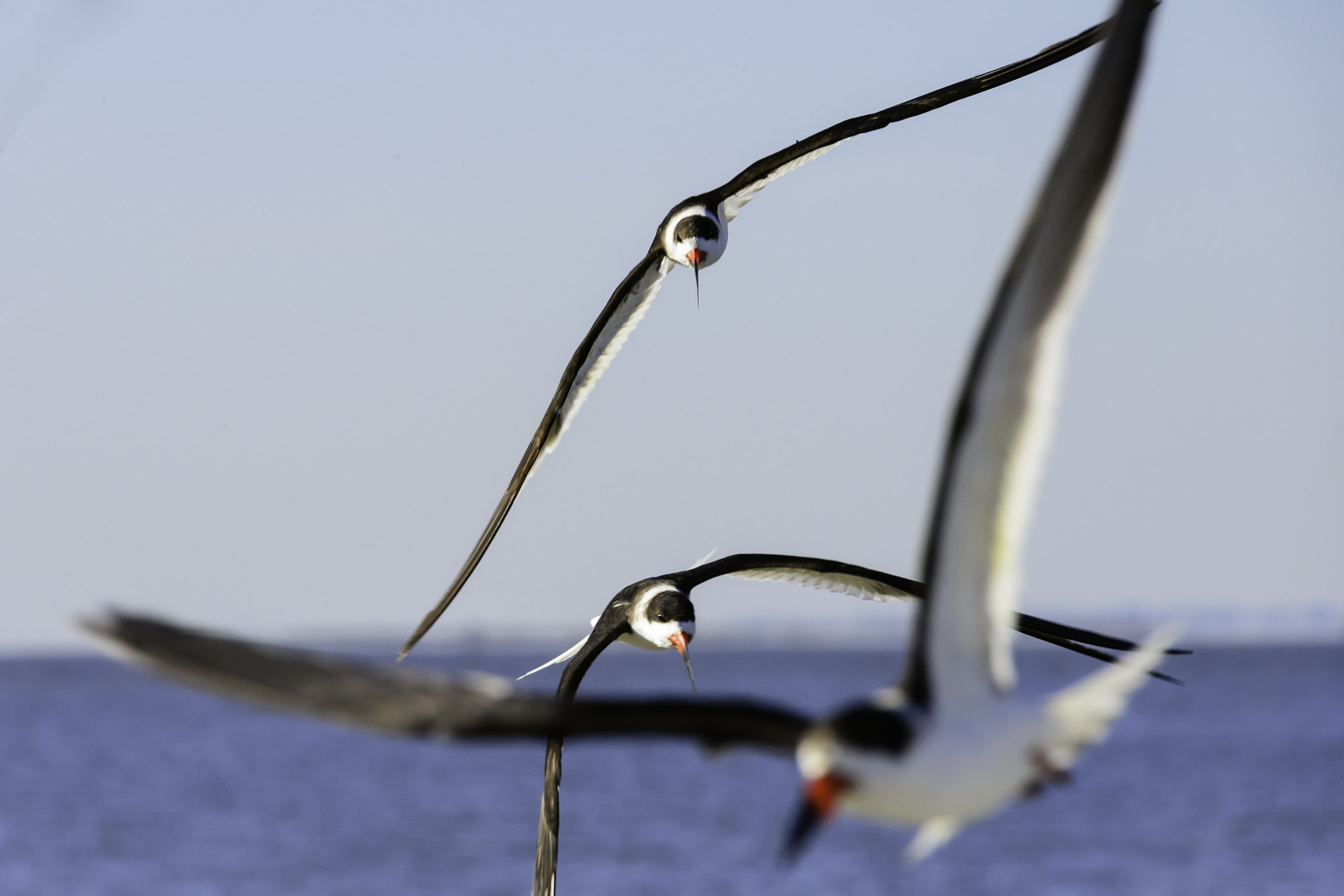 Sigma 50-500mm F4.5-6.3 DG OS HSM sample photo. Three black skimmers in a row photography