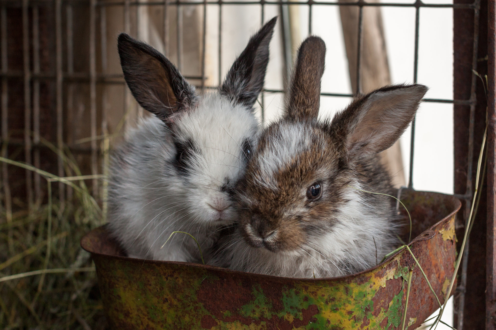 Sigma 50mm F1.4 EX DG HSM sample photo. Two bunnies photography