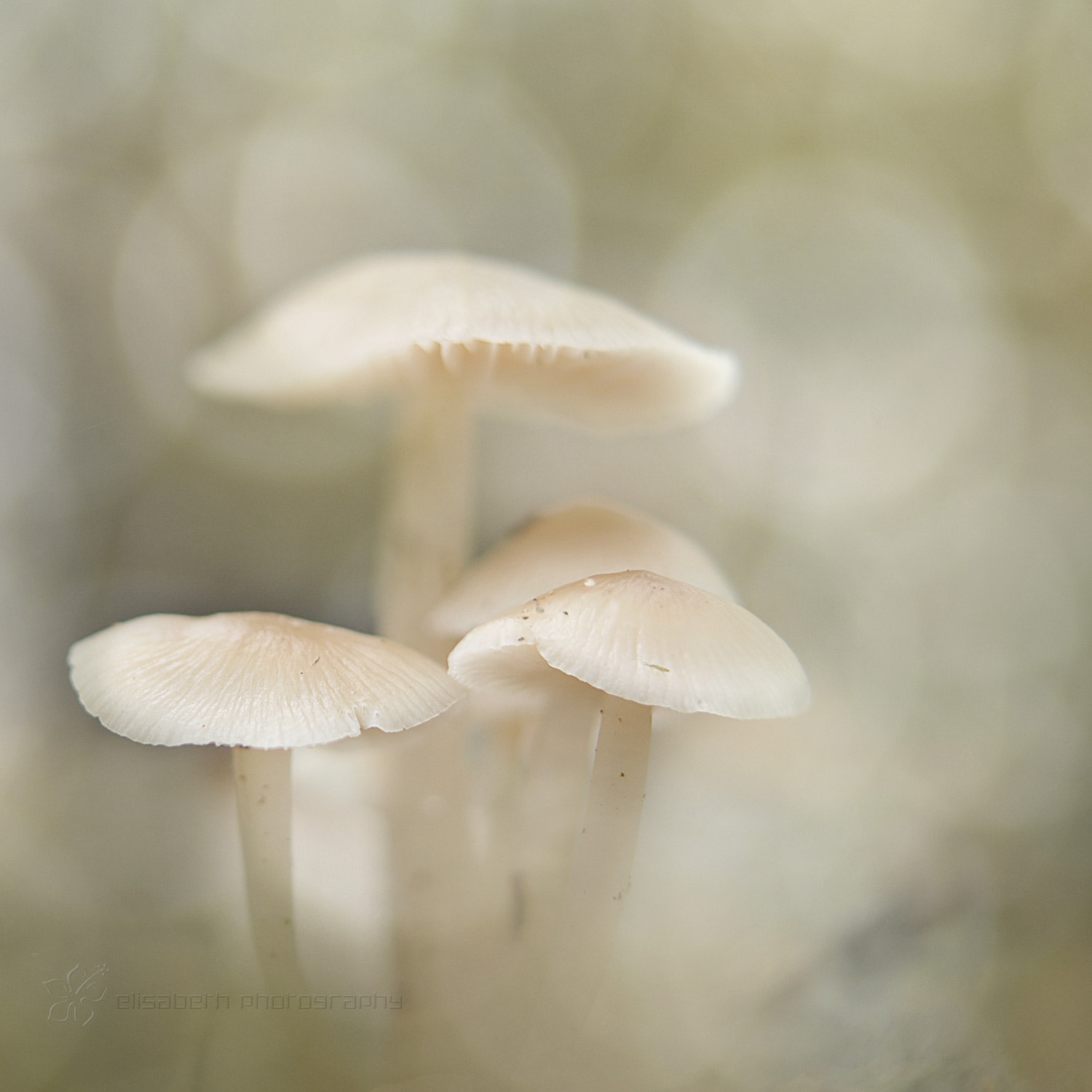 Nikon AF-S Micro-Nikkor 60mm F2.8G ED sample photo. Trust yourself, you know more than you think you d photography