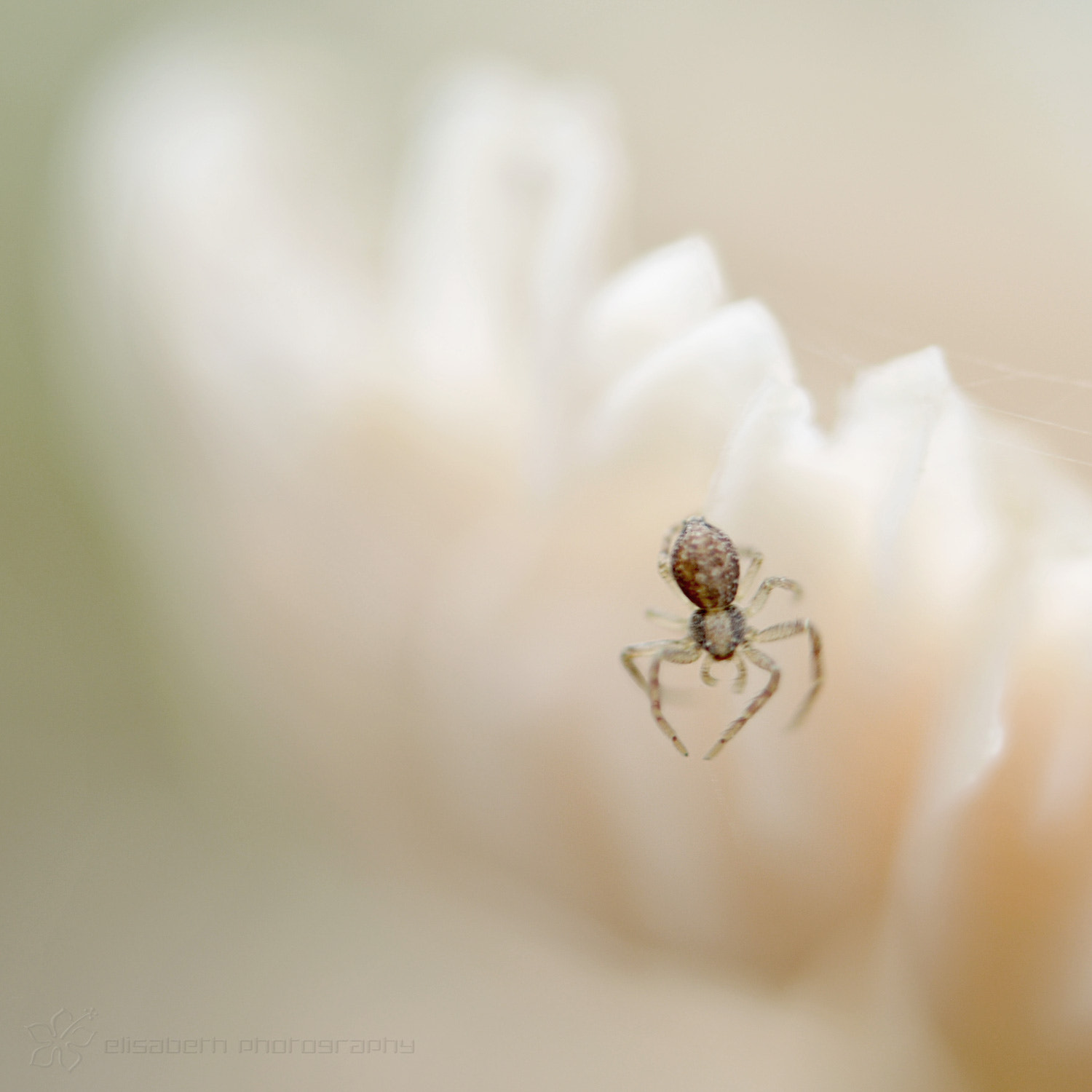 Nikon AF-S Micro-Nikkor 60mm F2.8G ED sample photo. Experience teaches only the teachable (huxley) photography