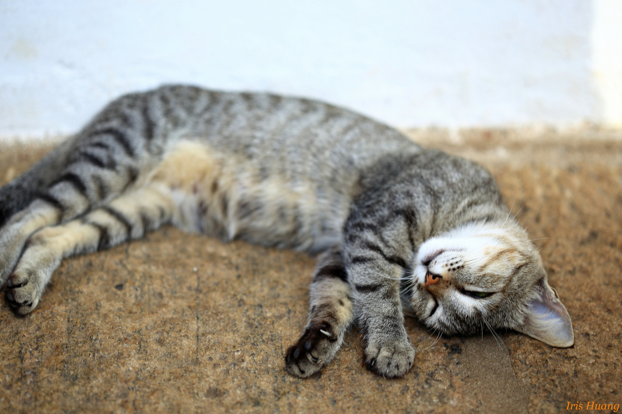 Canon EOS 6D + Canon EF 100mm F2.8 Macro USM sample photo. Cat photography
