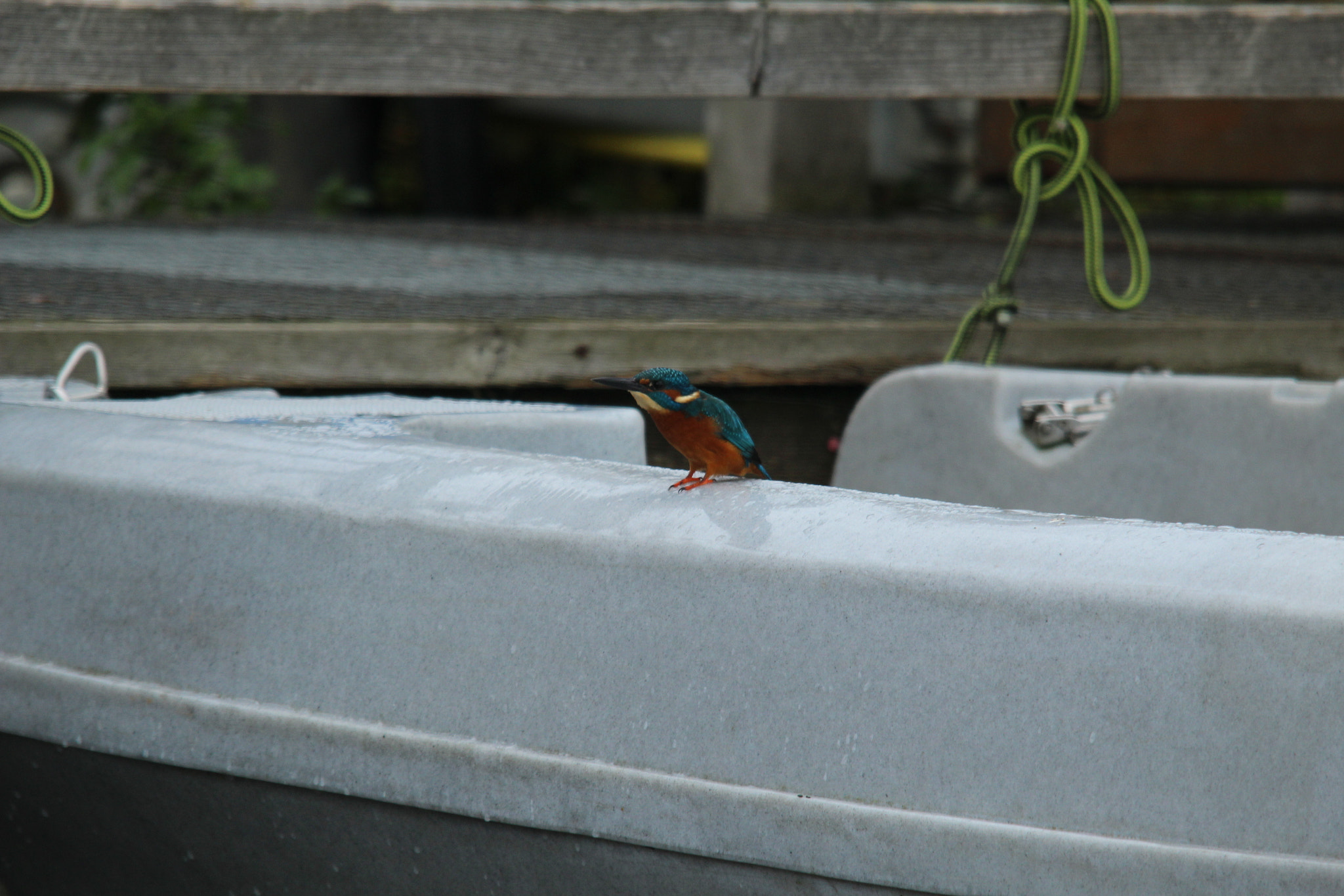 Sigma 150-500mm F5-6.3 DG OS HSM sample photo. Img photography
